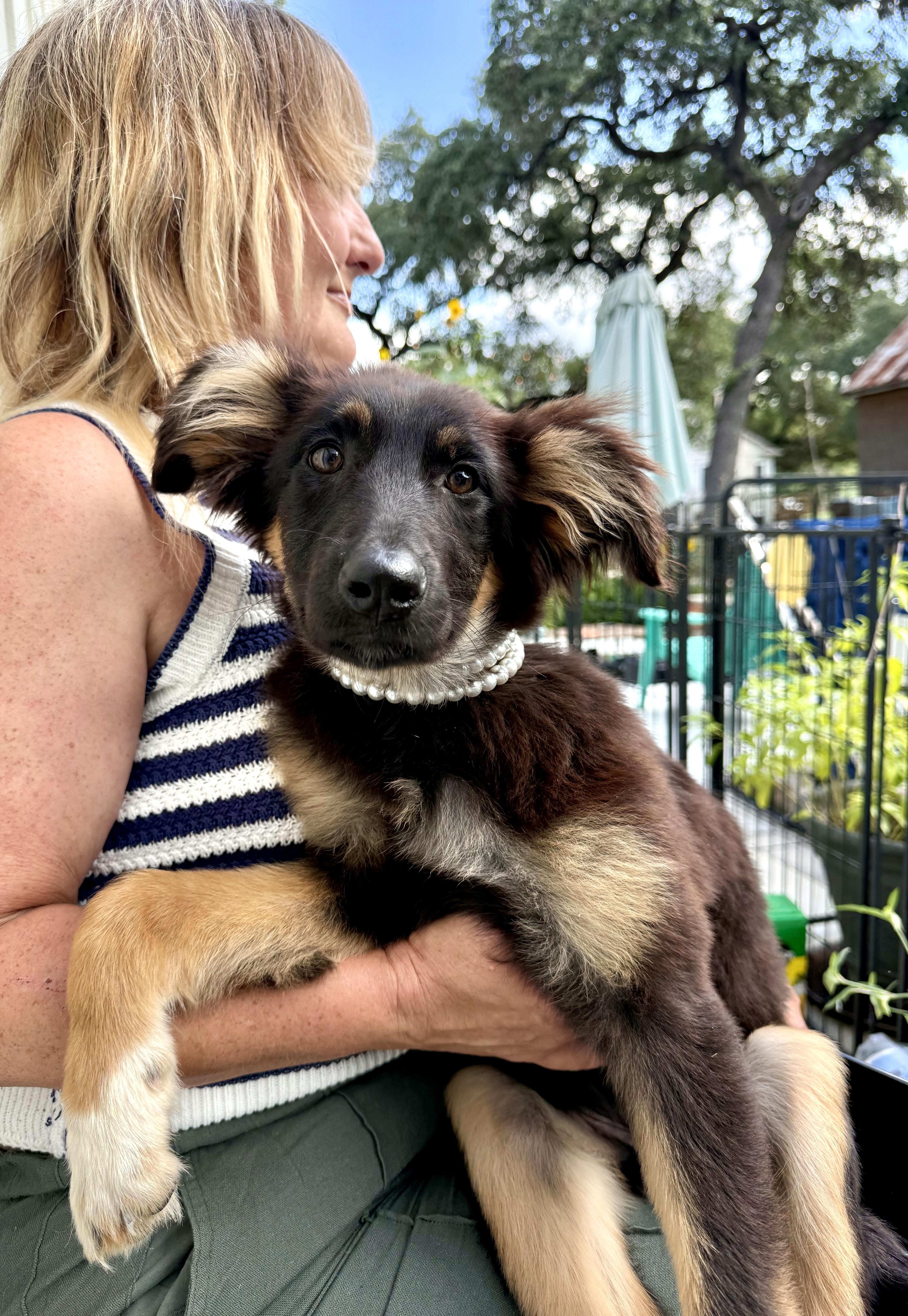 Enlarge Gorgeous Demi is the one, a Adoptable mixed breed in Lockhart, TX image 4/6