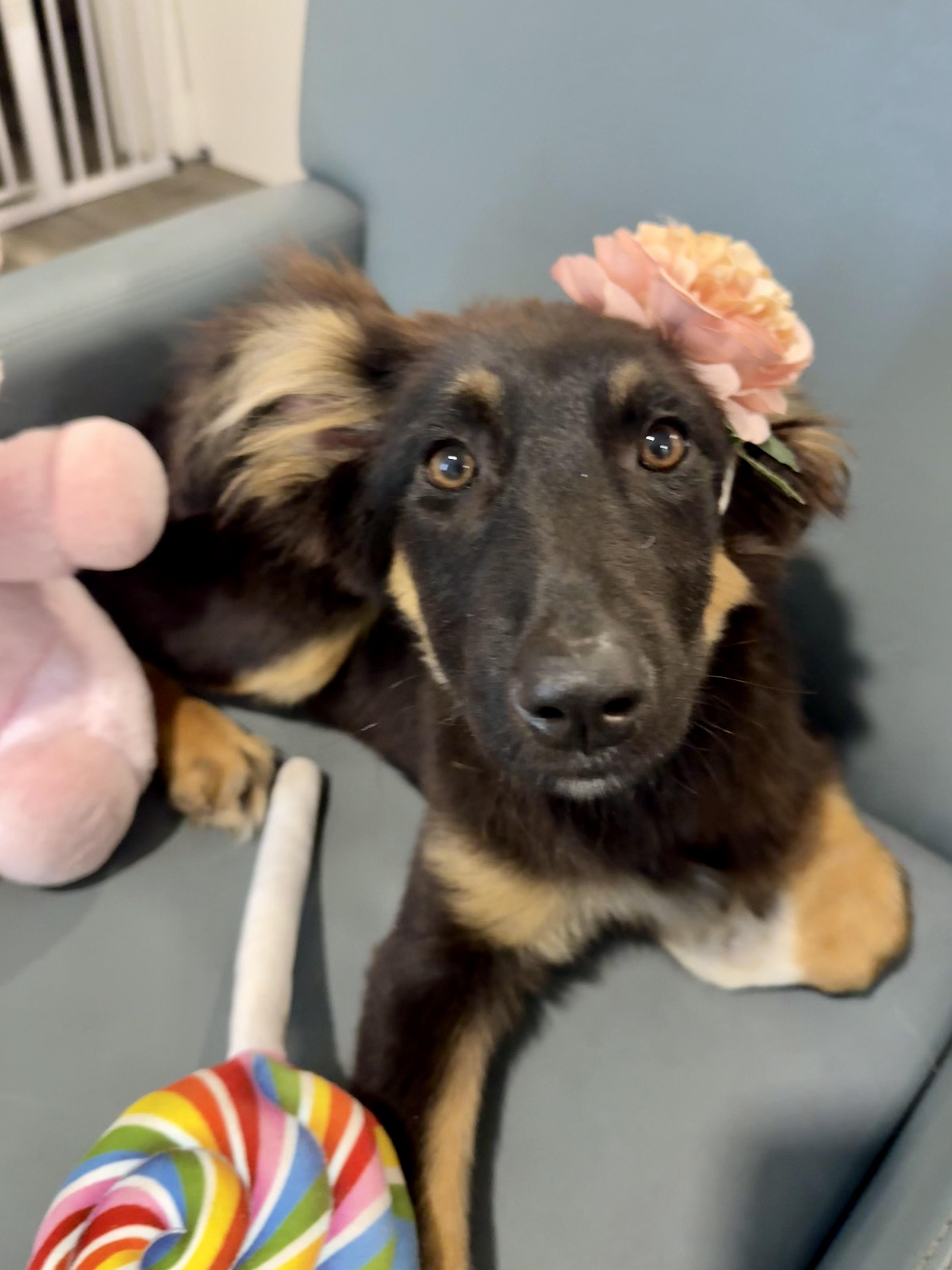 Enlarge Gorgeous Demi is the one, a Adoptable mixed breed in Lockhart, TX image 1/6