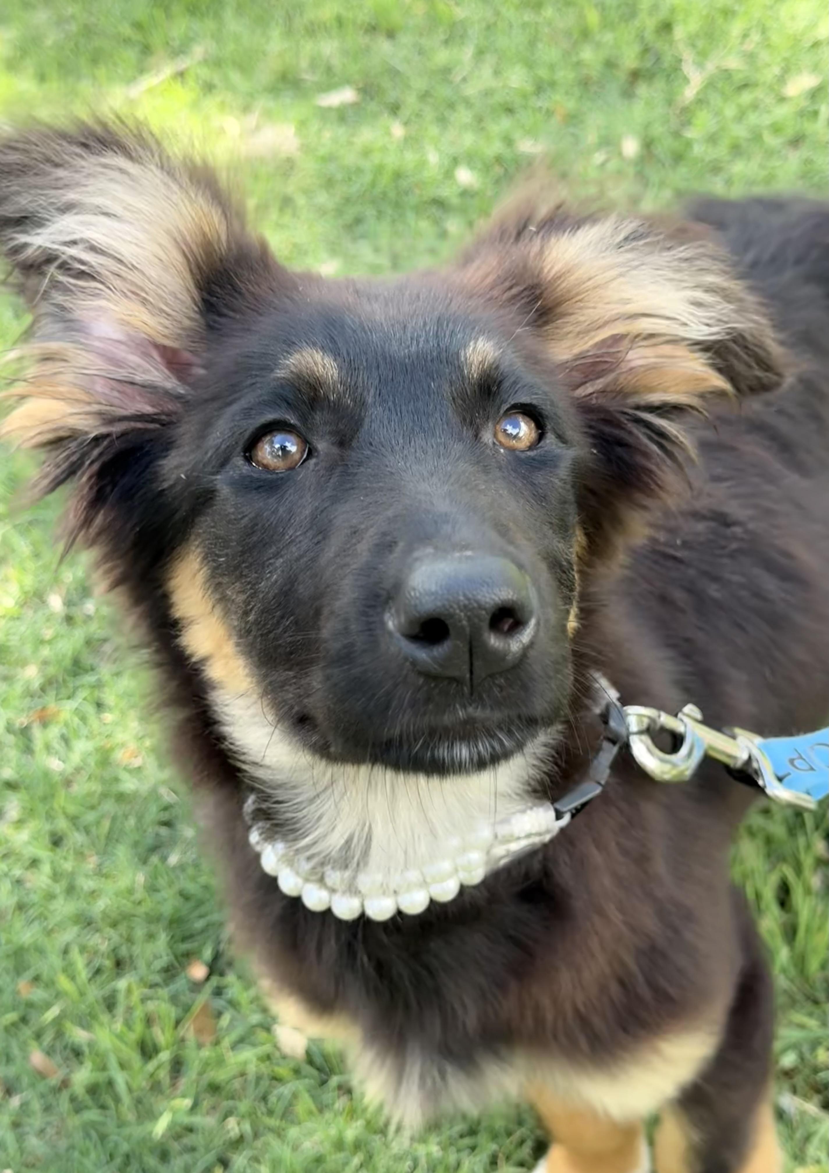 Enlarge Gorgeous Demi is the one, a Adoptable mixed breed in Lockhart, TX image 3/6