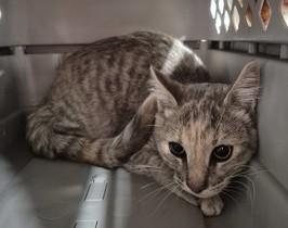 Enlarge Ginger, a Adoptable Domestic Short Hair in Butte, MT image 1/1