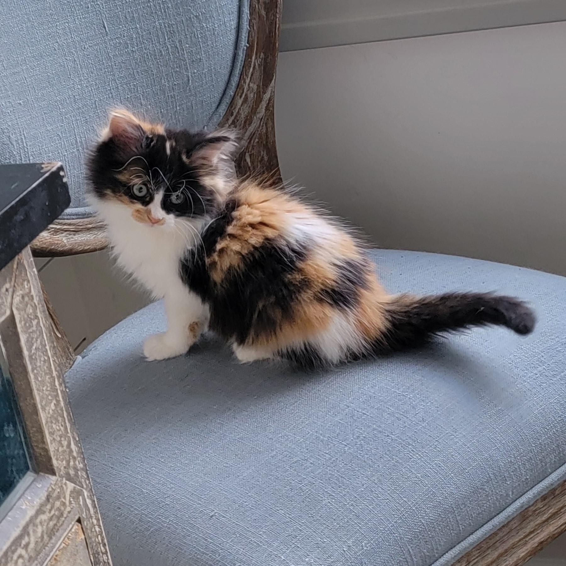 Holly adopted 11.26.25, a Adoptable mixed breed in Wyandotte, MI image 5/6