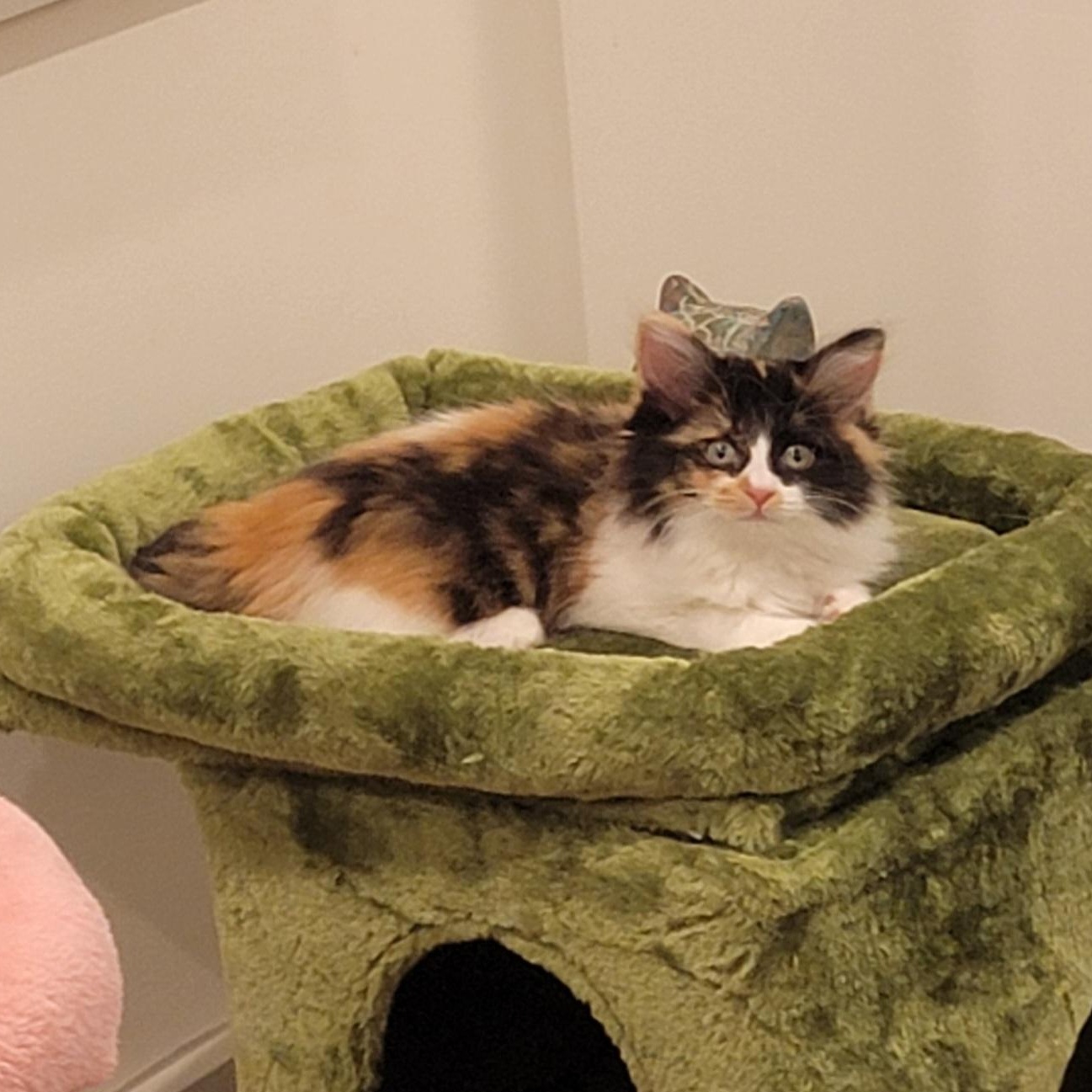 Holly adopted 11.26.25, a Adoptable mixed breed in Wyandotte, MI image 4/6