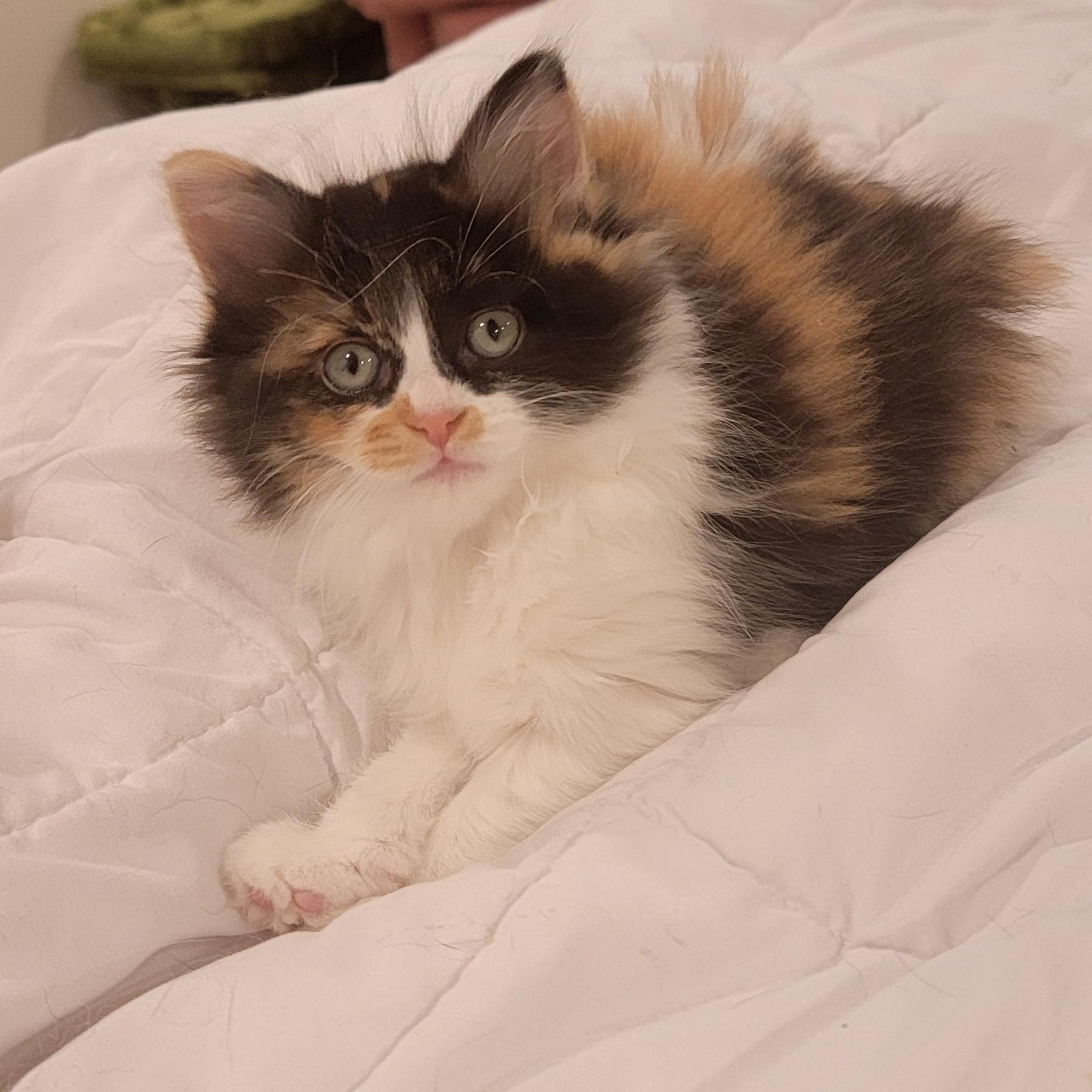 Holly adopted 11.26.25, a Adoptable mixed breed in Wyandotte, MI image 3/6