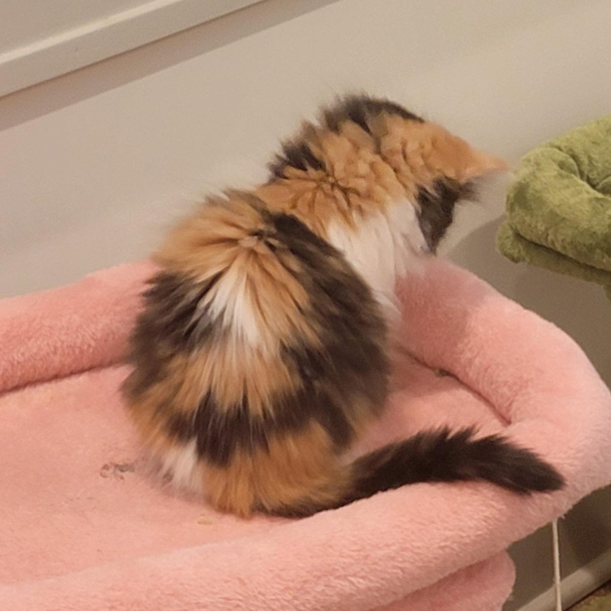 Holly adopted 11.26.25, a Adoptable mixed breed in Wyandotte, MI image 6/6