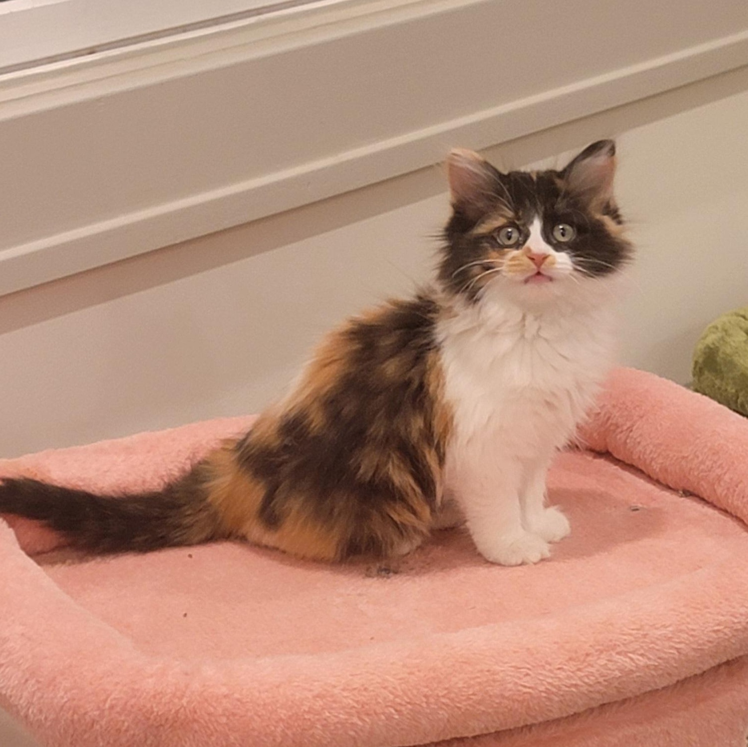 Holly adopted 11.26.25, a Adoptable mixed breed in Wyandotte, MI image 2/6