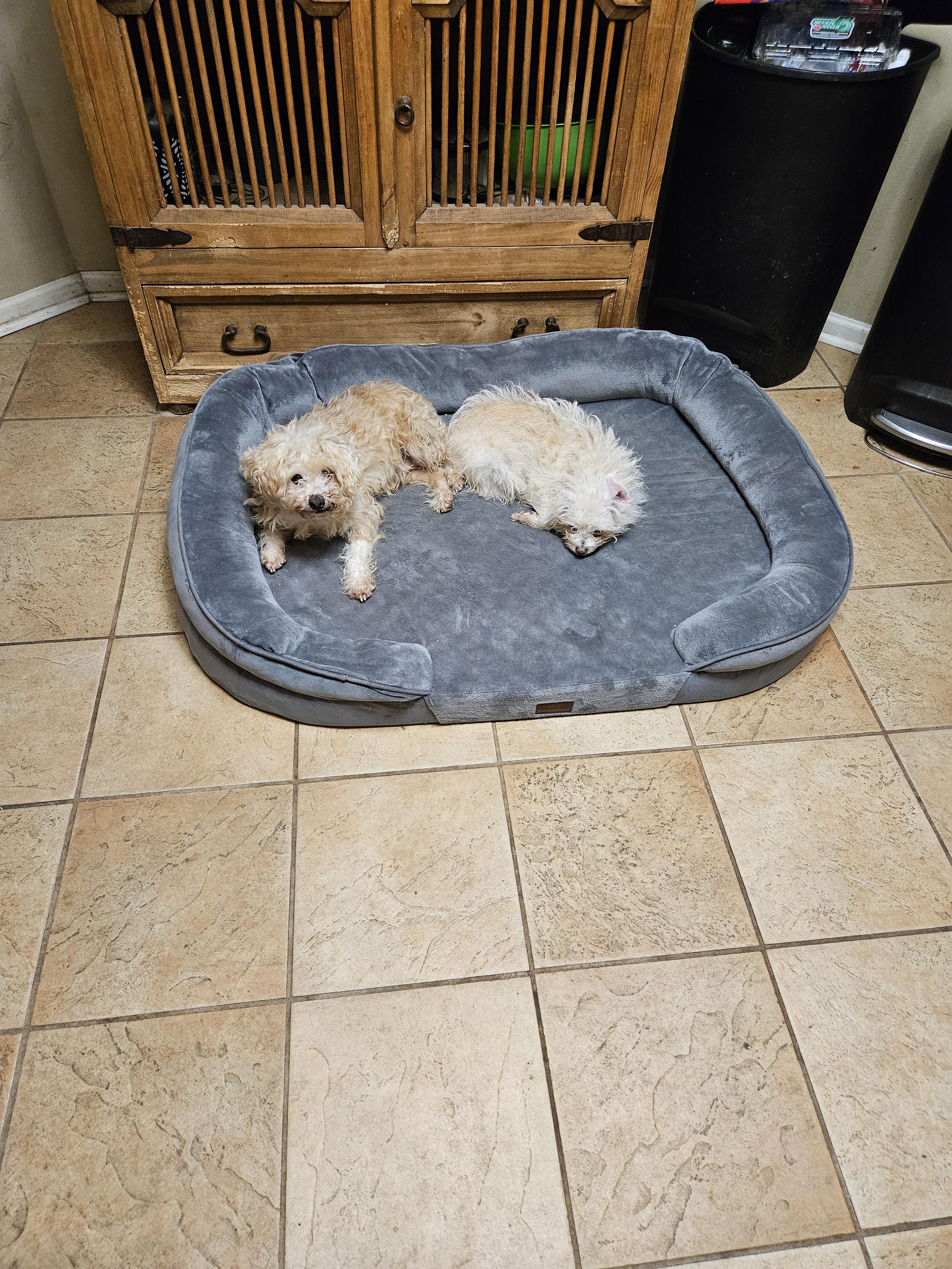 Pastel, Adoptable, Senior Male Maltese & Mixed Breed.