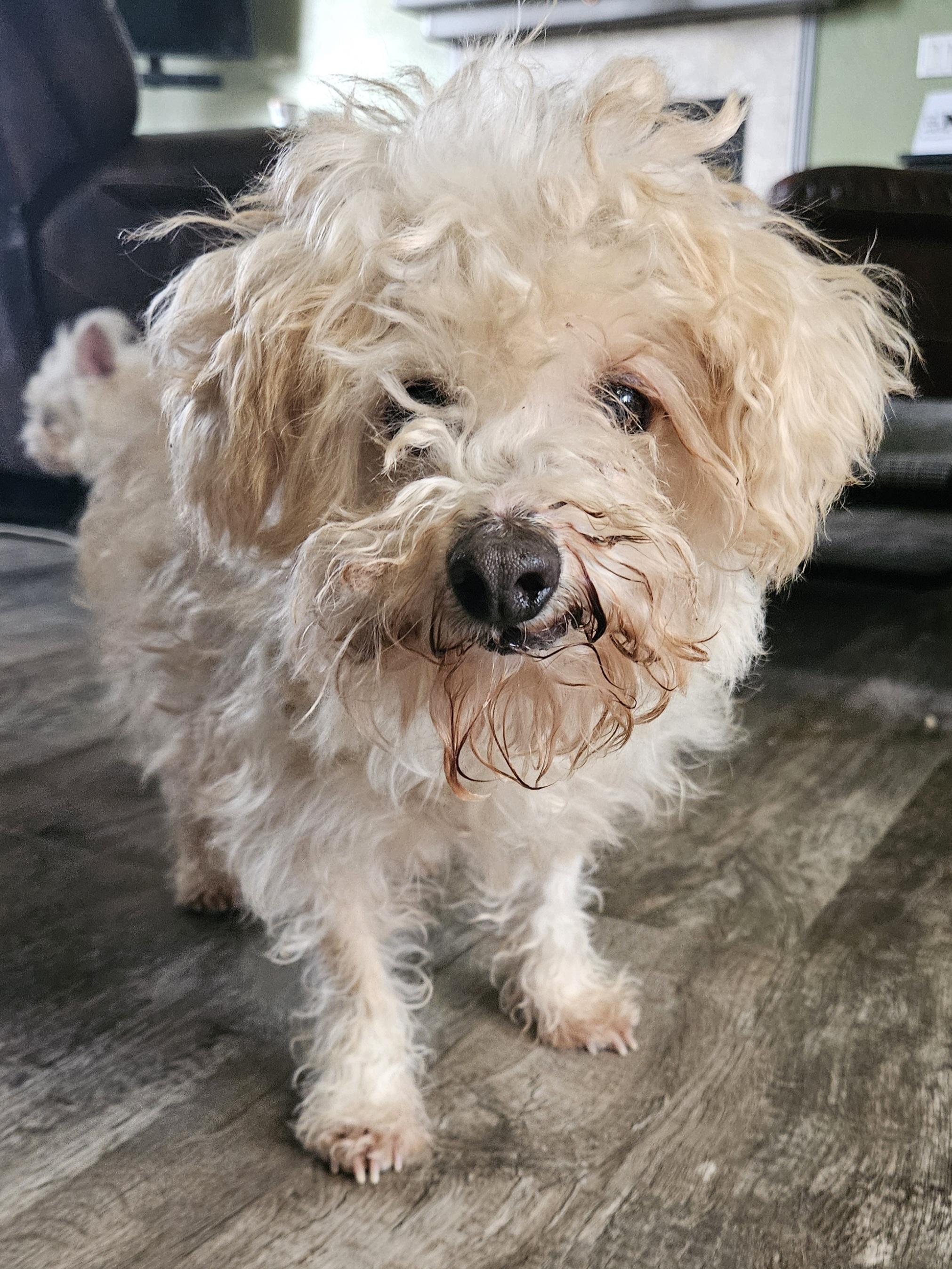 Enlarge Pastel, a Adoptable mixed breed in Windsor, CO image 1/6