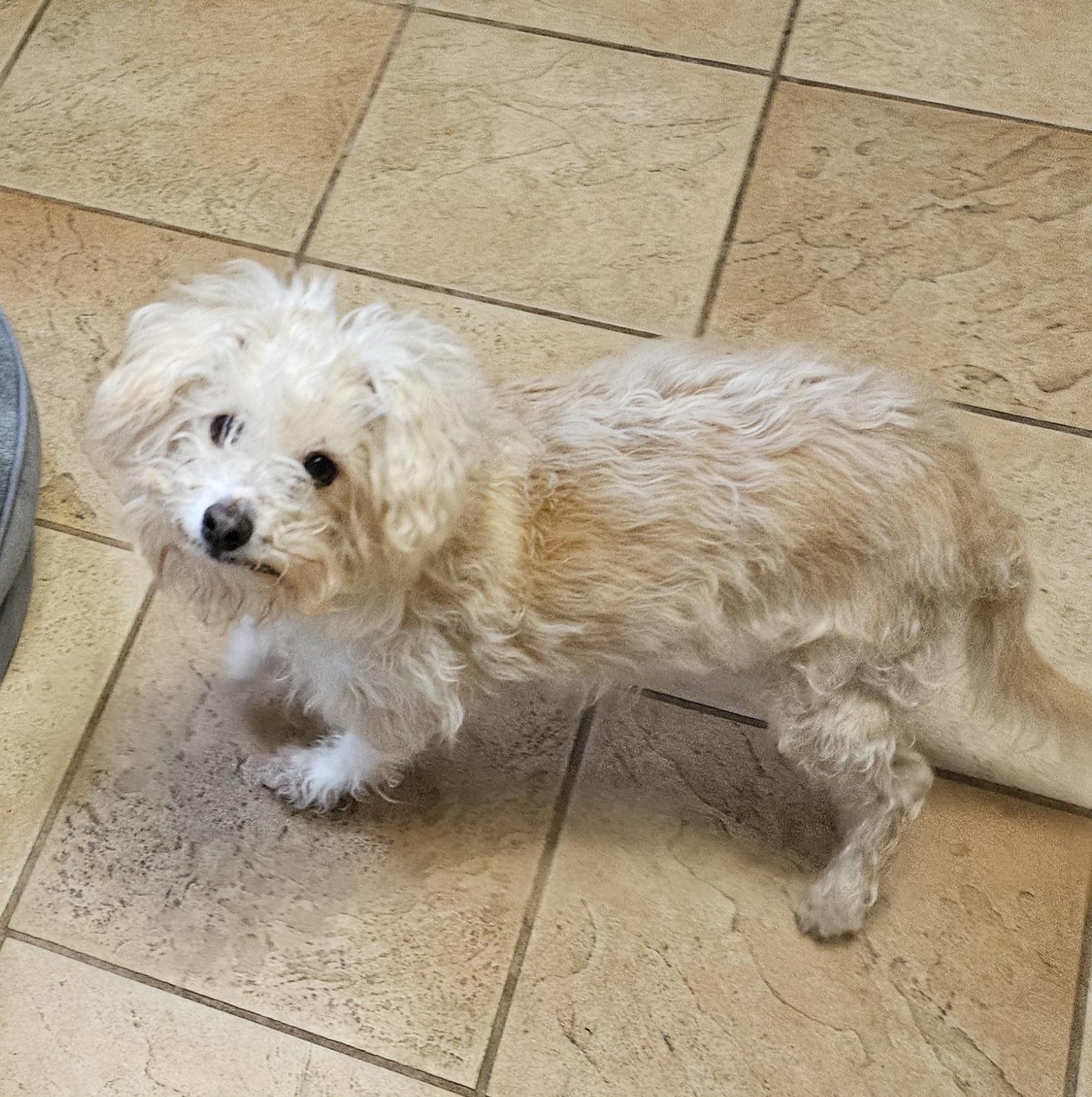 Pastel, a Adoptable mixed breed in Windsor, CO image 1/6