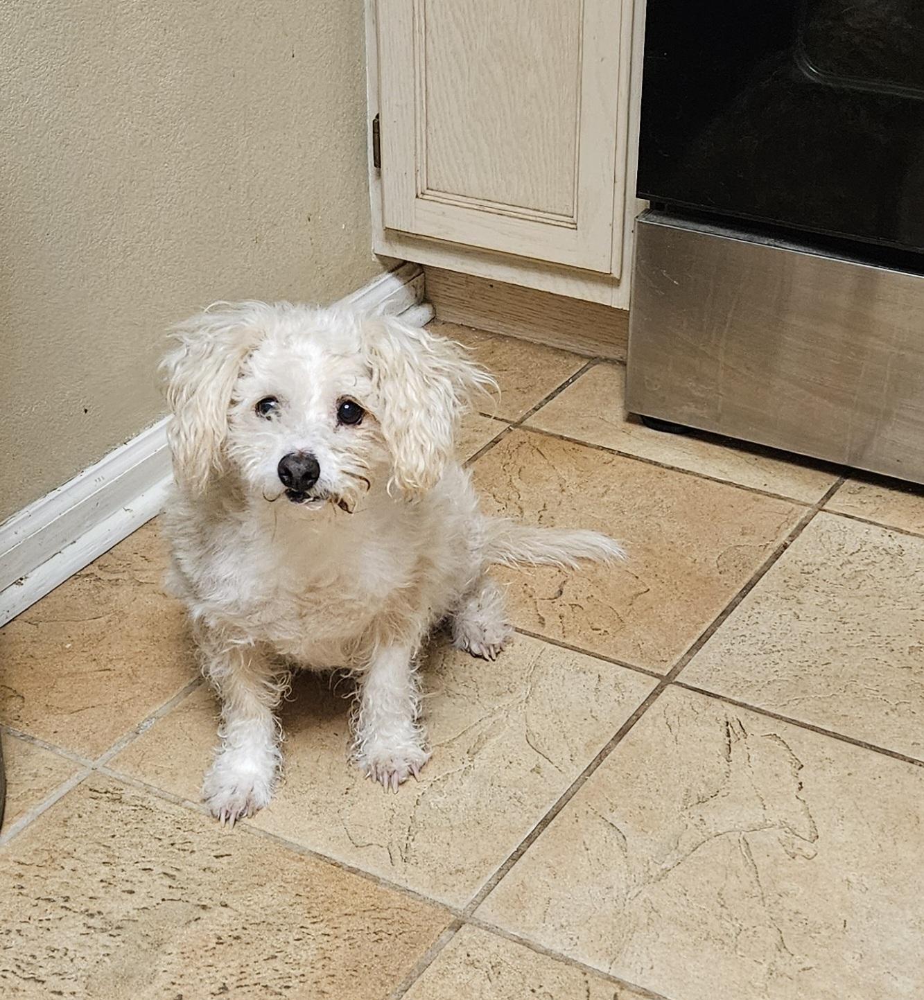 Pastel, a Adoptable mixed breed in Windsor, CO image 2/6