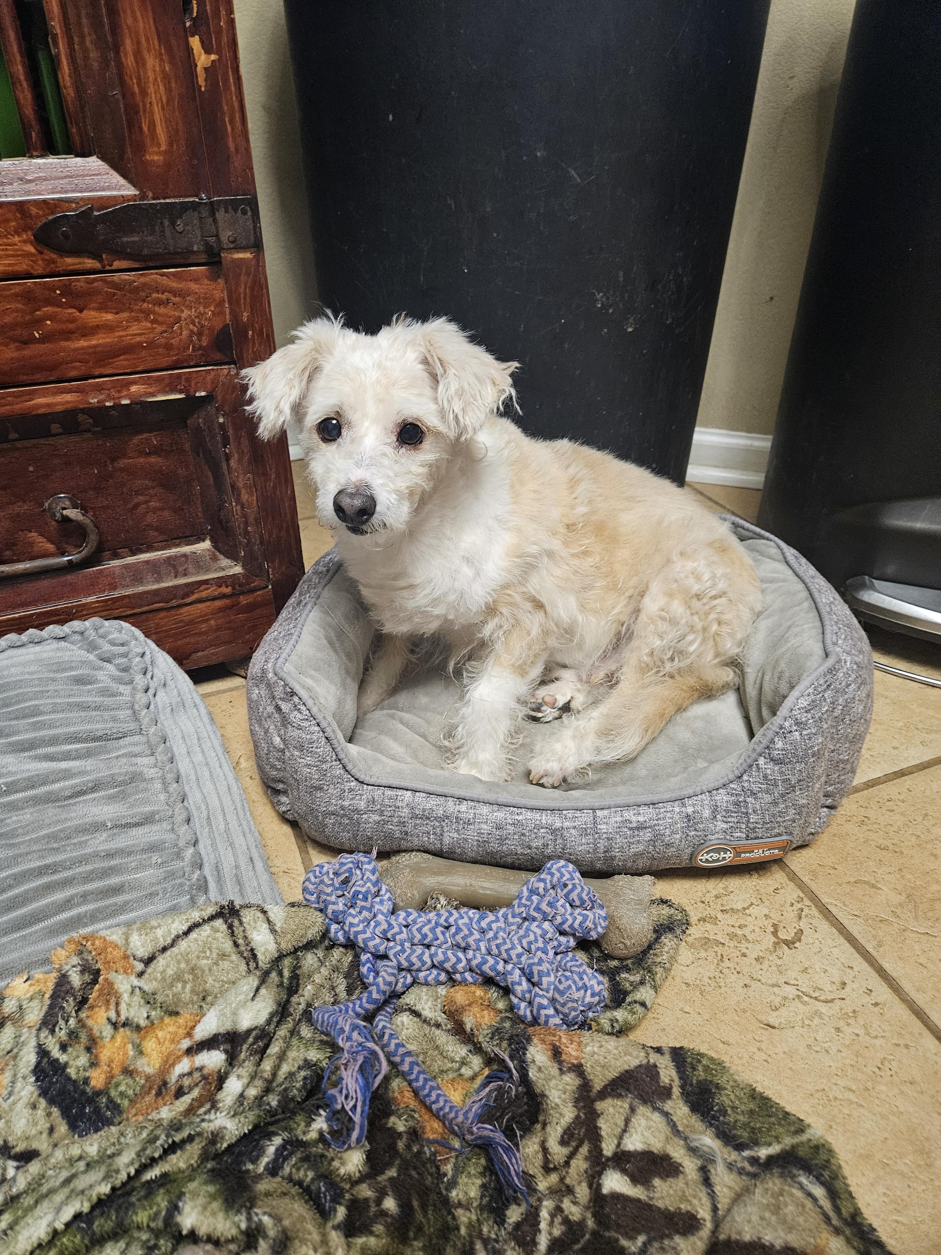 Pastel, a Adoptable mixed breed in Windsor, CO image 4/6