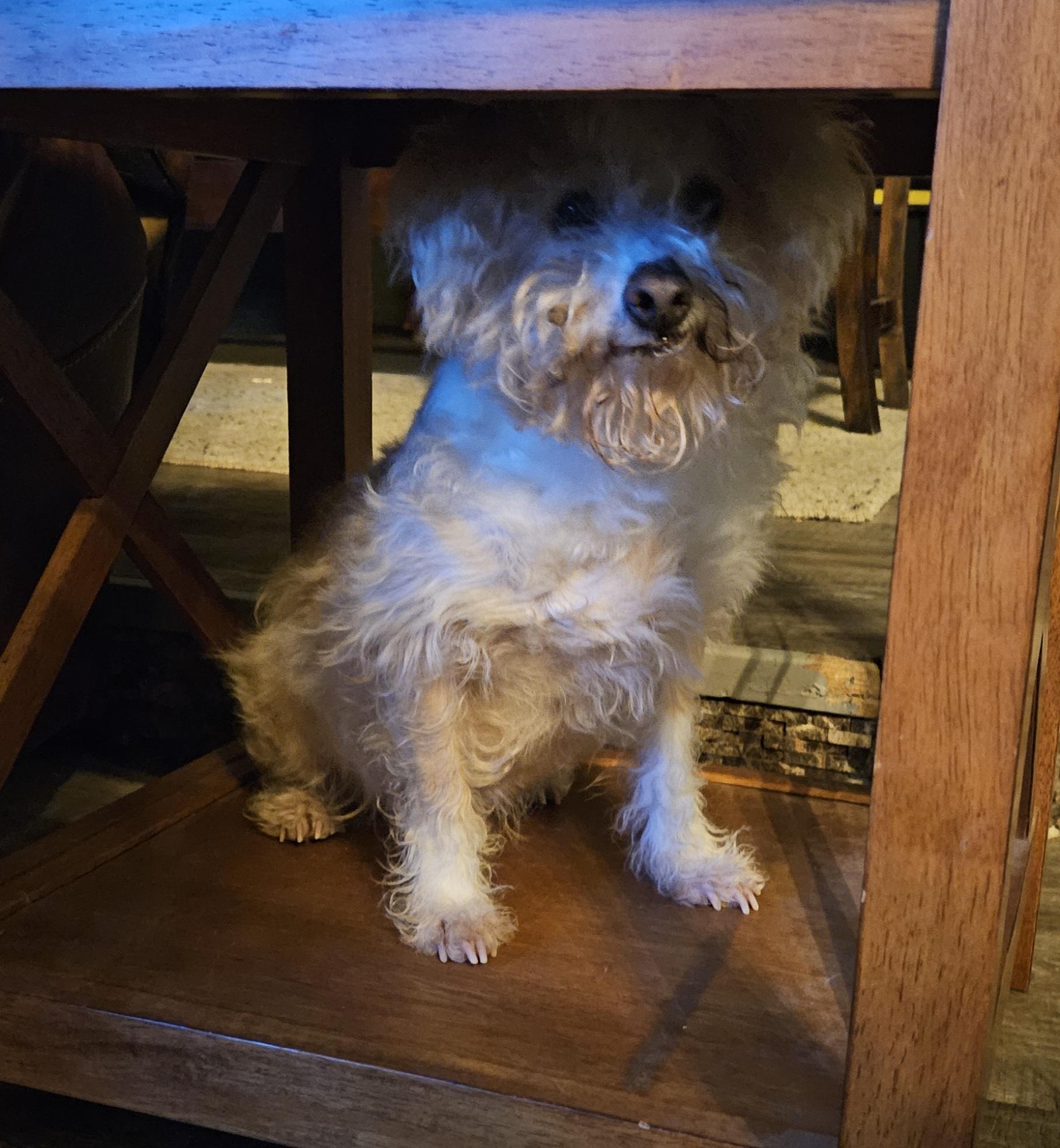 Enlarge Pastel, a Adoptable mixed breed in Windsor, CO image 3/6