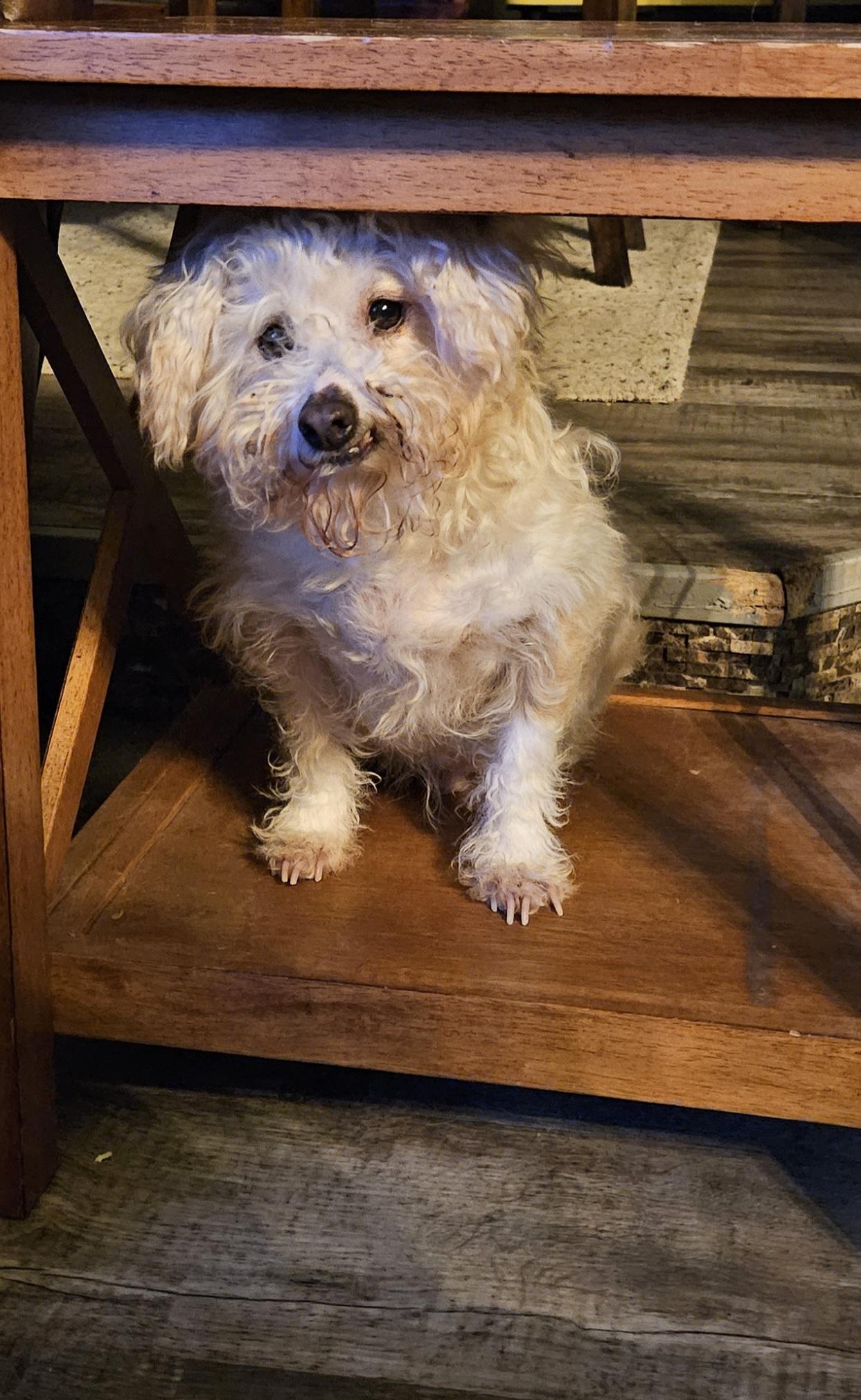 Enlarge Pastel, a Adoptable mixed breed in Windsor, CO image 4/6