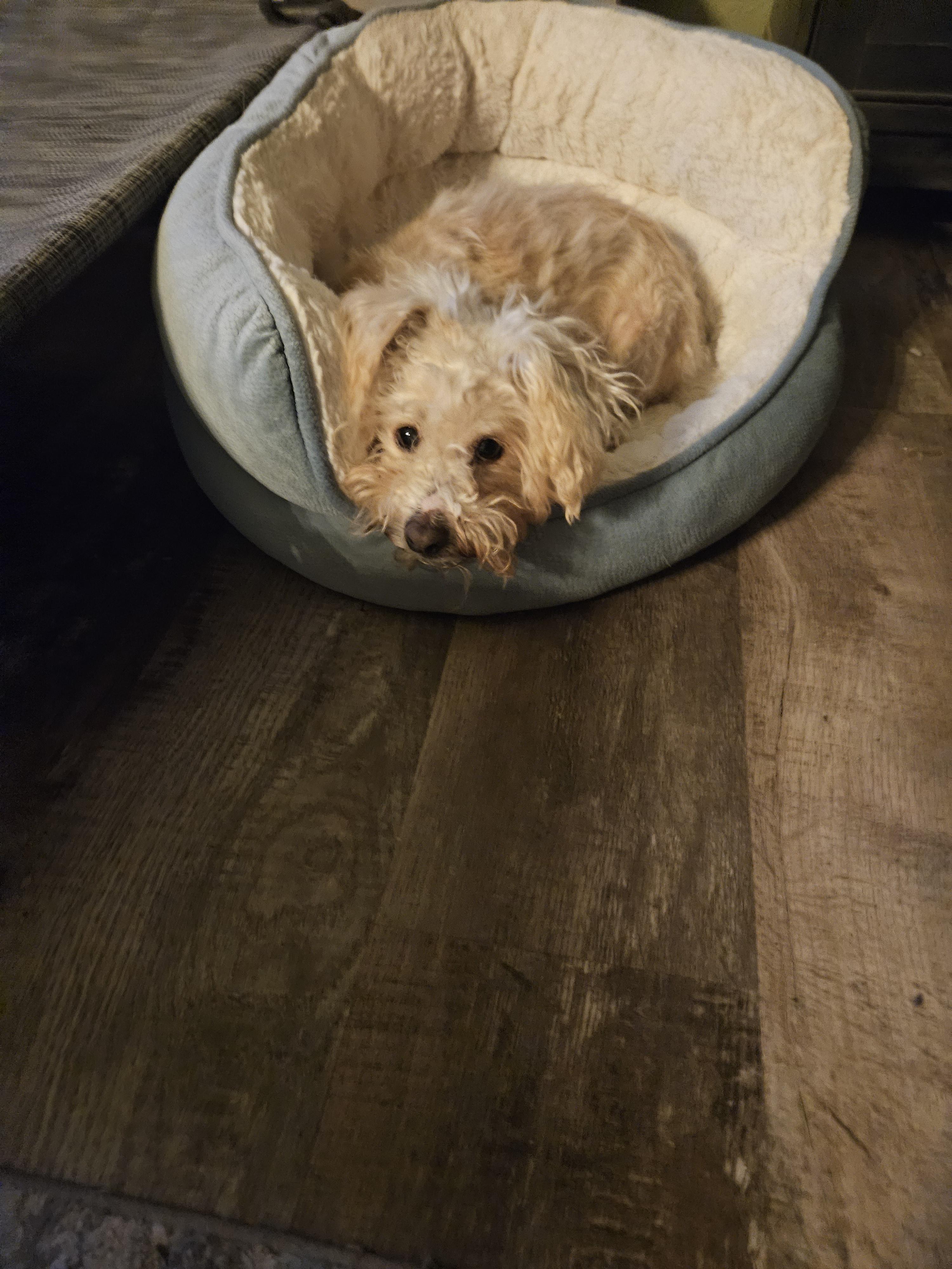 Enlarge Pastel, a Adoptable mixed breed in Windsor, CO image 6/6