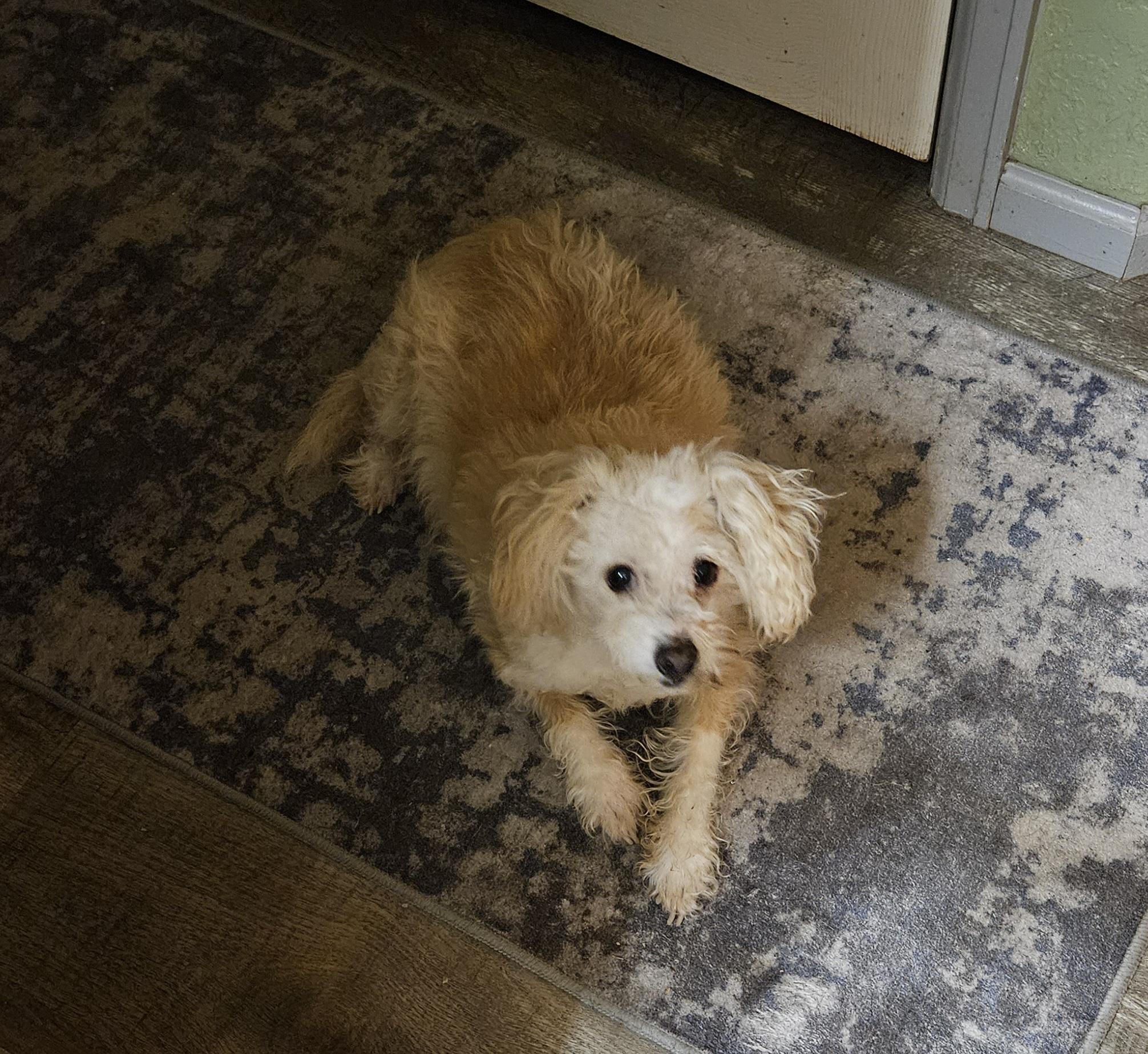 Pastel, a Adoptable mixed breed in Windsor, CO image 6/6