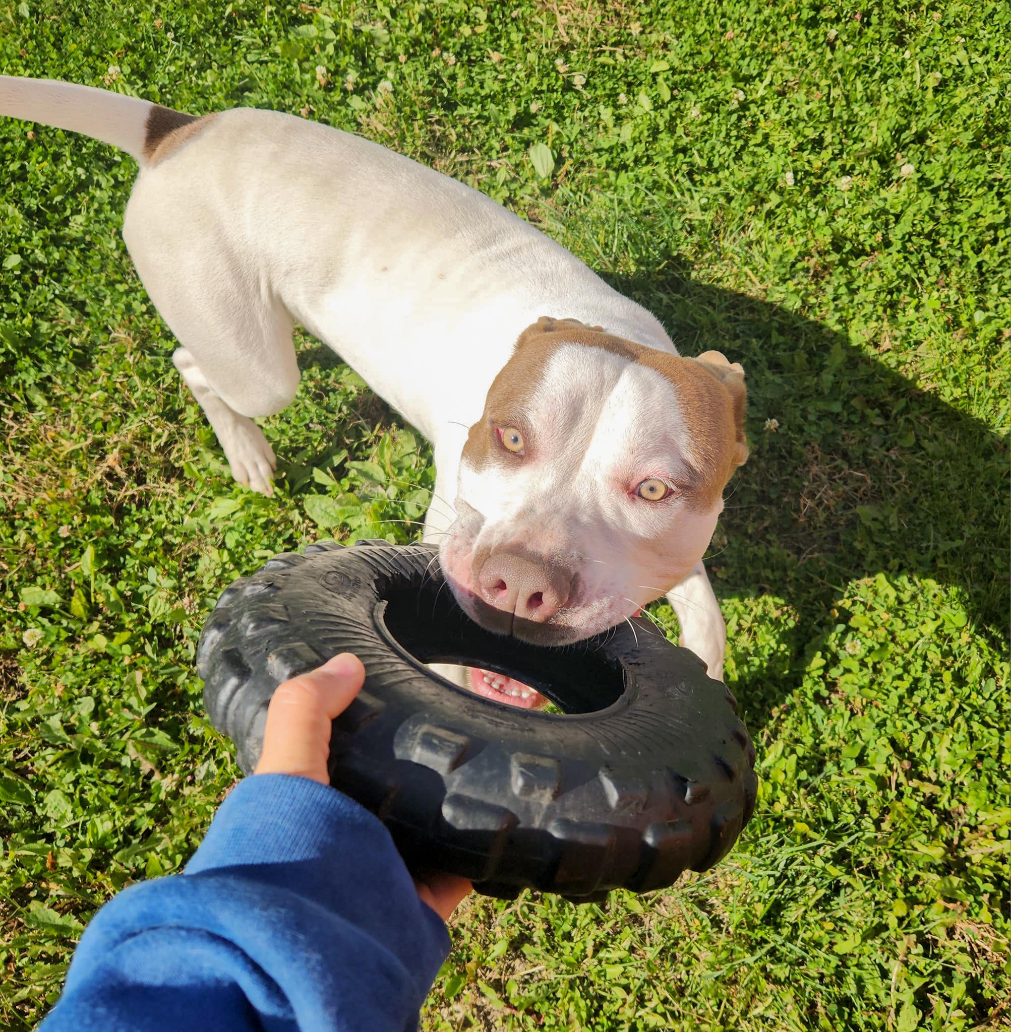 Enlarge KING- Needs a foster/forever home!, a Adoptable American Bulldog in Birmingham, MI image 3/6