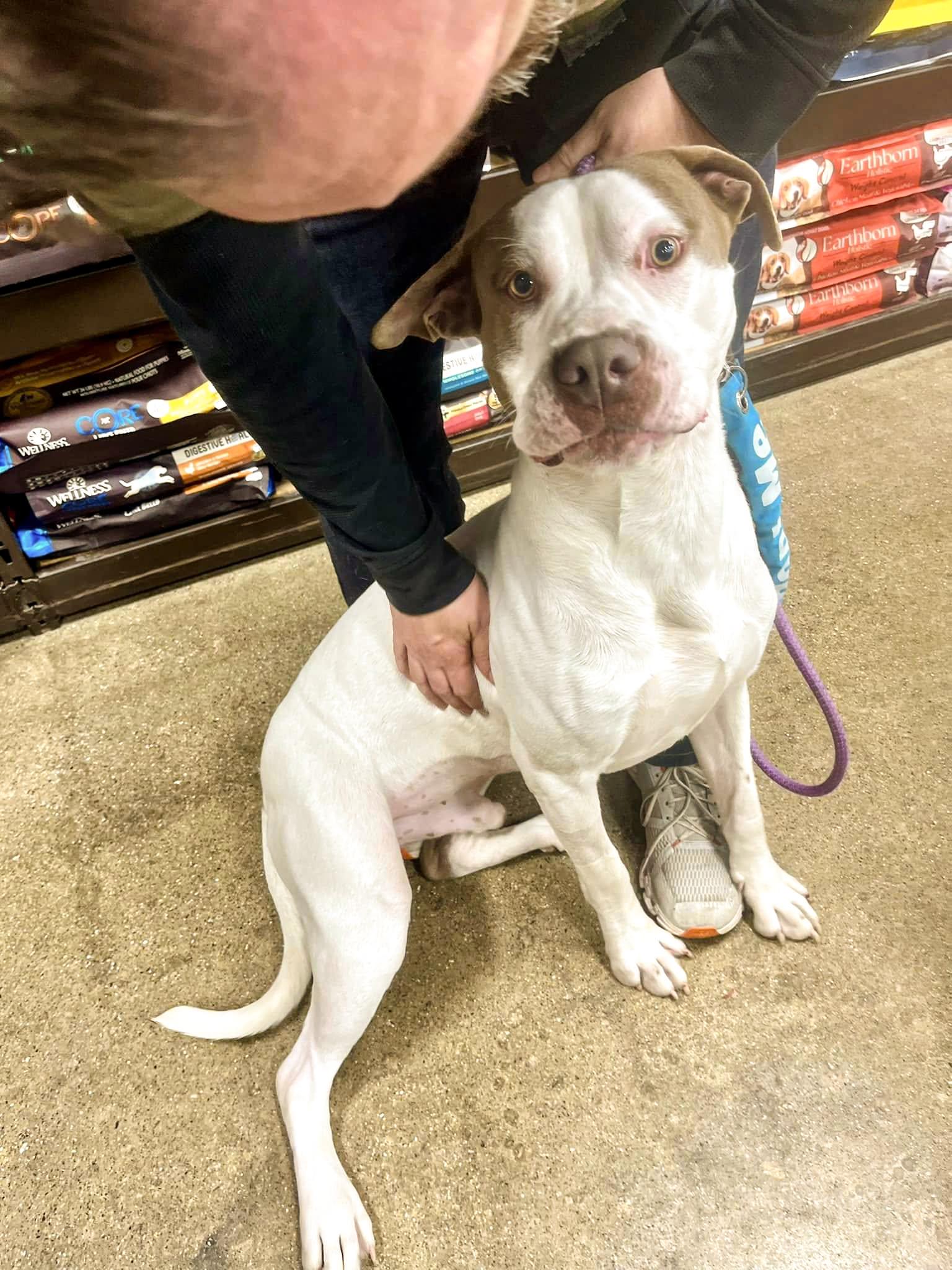 Enlarge KING- Needs a foster/forever home!, a Adoptable American Bulldog in Birmingham, MI image 2/6