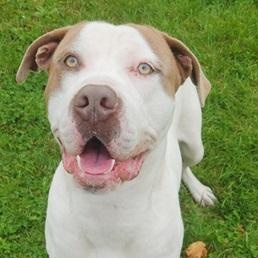 KING- Needs a foster/forever home!