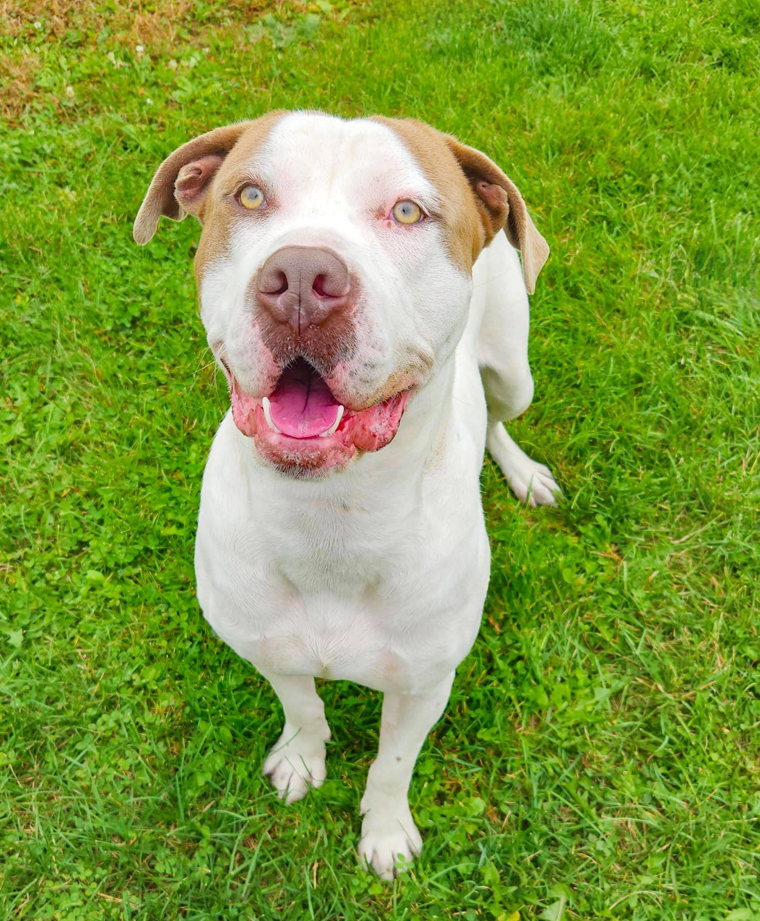 Enlarge KING- Needs a foster/forever home!, a Adoptable American Bulldog in Birmingham, MI image 1/6