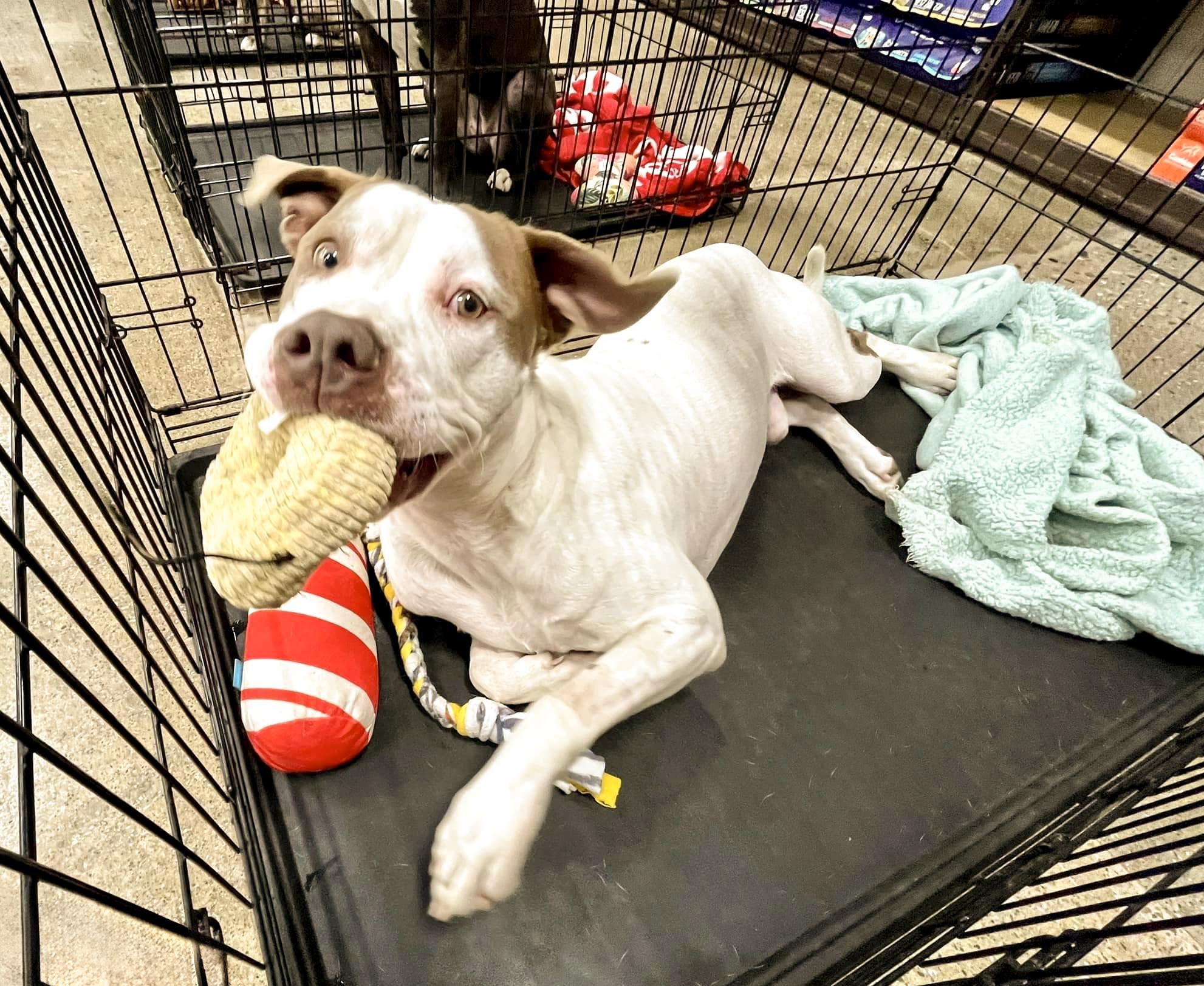 Enlarge KING- Needs a foster/forever home!, a Adoptable American Bulldog in Birmingham, MI image 4/6