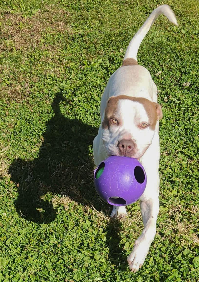 Enlarge KING- Needs a foster/forever home!, a Adoptable American Bulldog in Birmingham, MI image 5/6