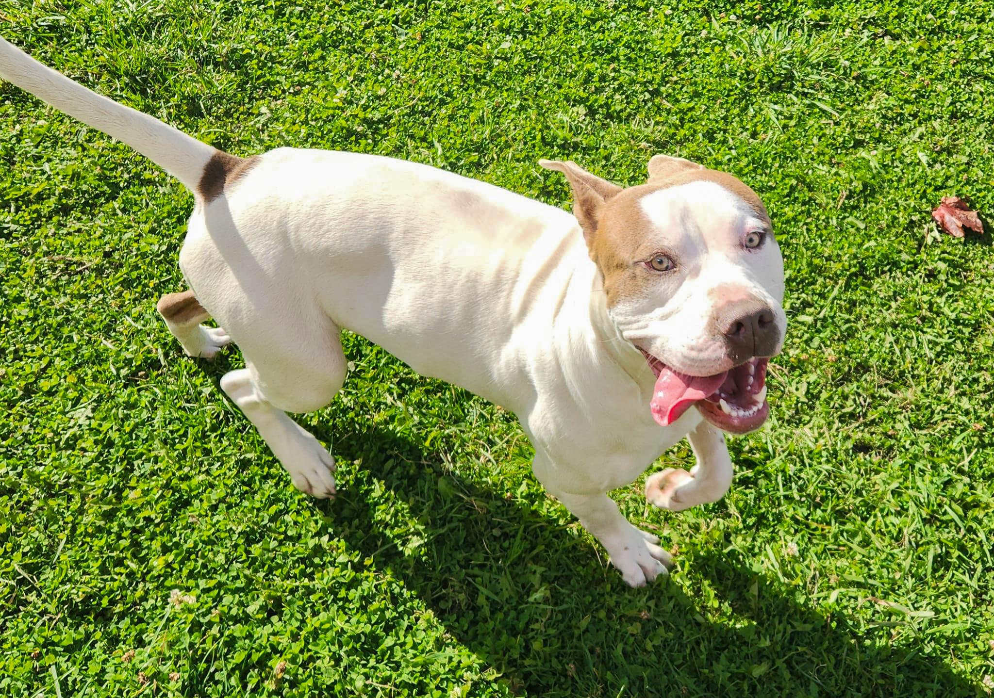 Enlarge KING- Needs a foster/forever home!, a Adoptable American Bulldog in Birmingham, MI image 6/6