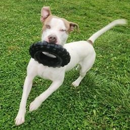 KING- Needs a foster/forever home!