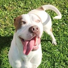 KING- Needs a foster/forever home!