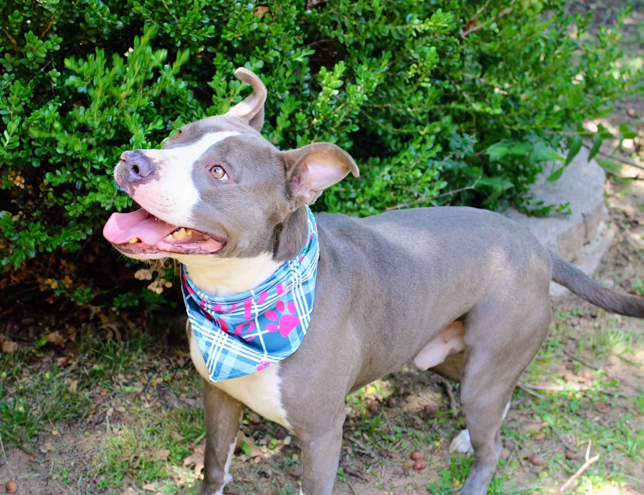 Enlarge Frankie, a Adoptable mixed breed in Fort Worth, TX image 5/6
