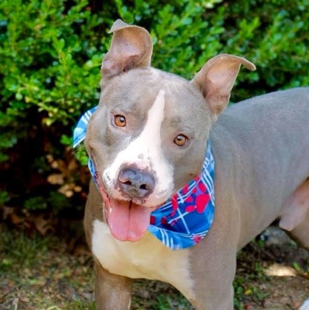 Enlarge Frankie, a Adoptable mixed breed in Fort Worth, TX image 1/6