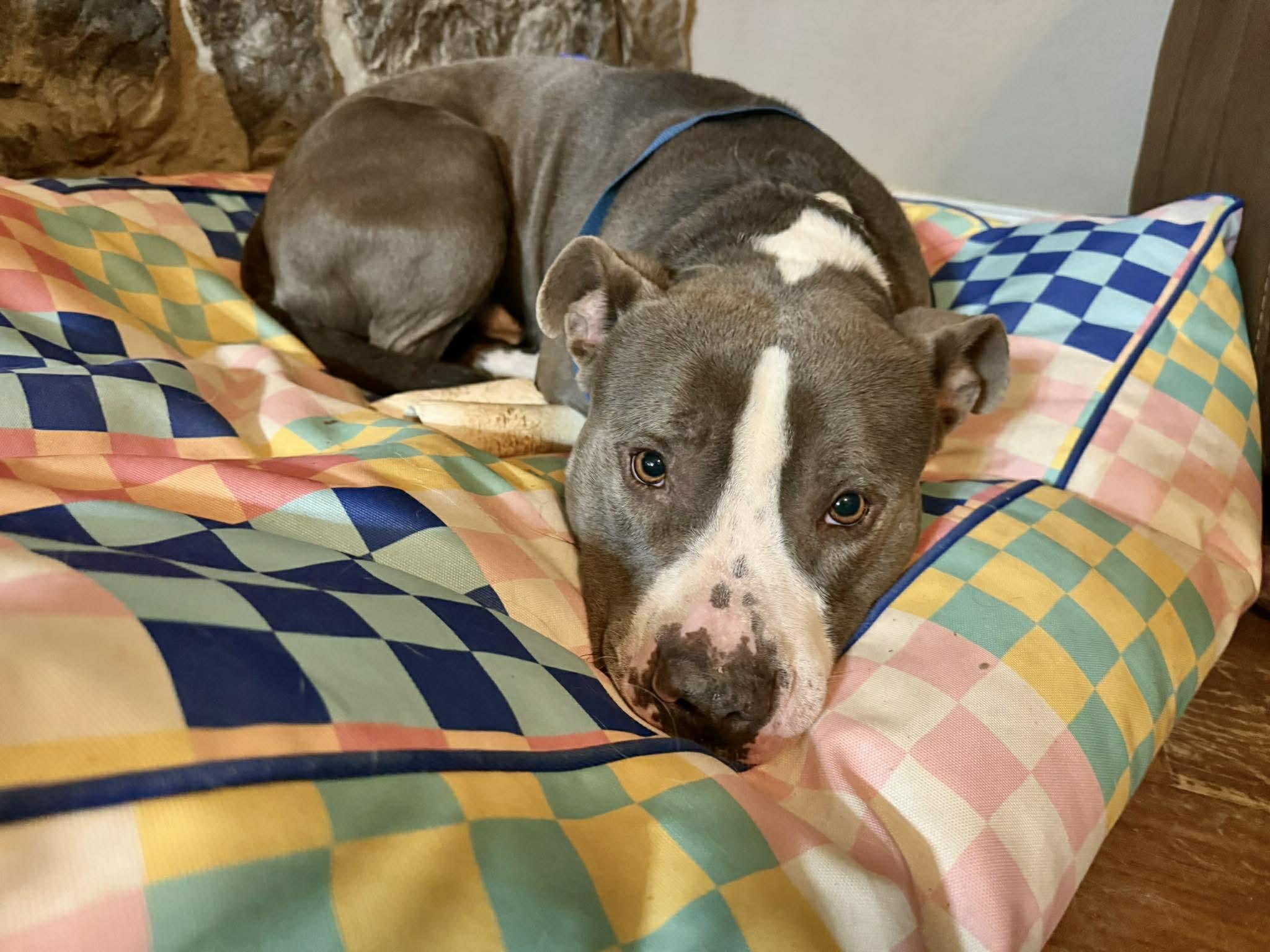 Enlarge Frankie, a Adoptable mixed breed in Fort Worth, TX image 3/6