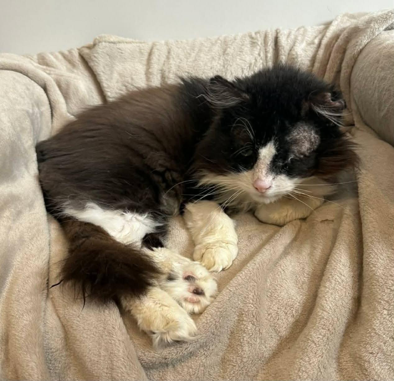 Enlarge Spartacus, a ADOPTABLE Domestic Long Hair in Terrebonne, QC image 3/4