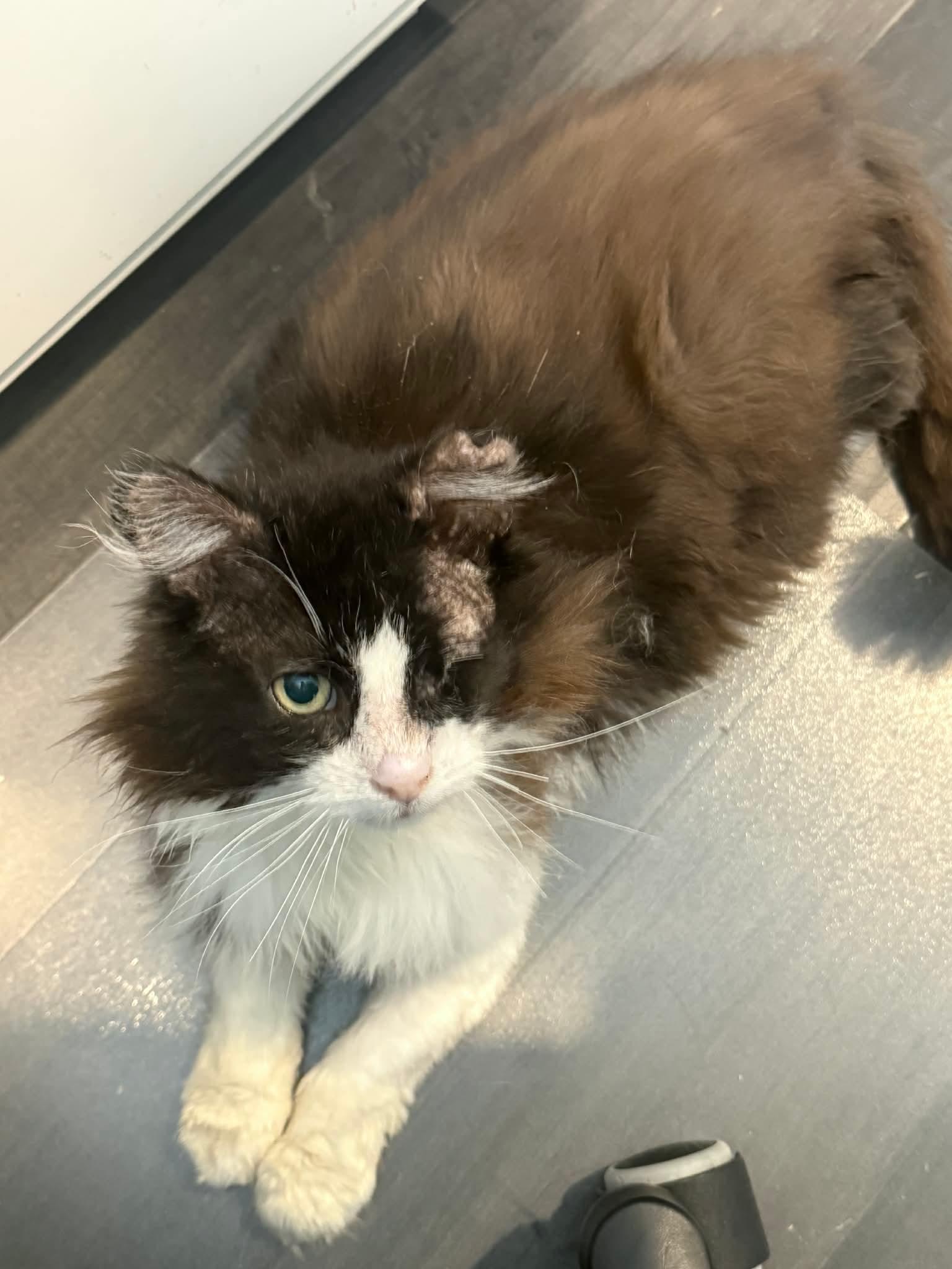 Enlarge Spartacus, a ADOPTABLE Domestic Long Hair in Terrebonne, QC image 4/4