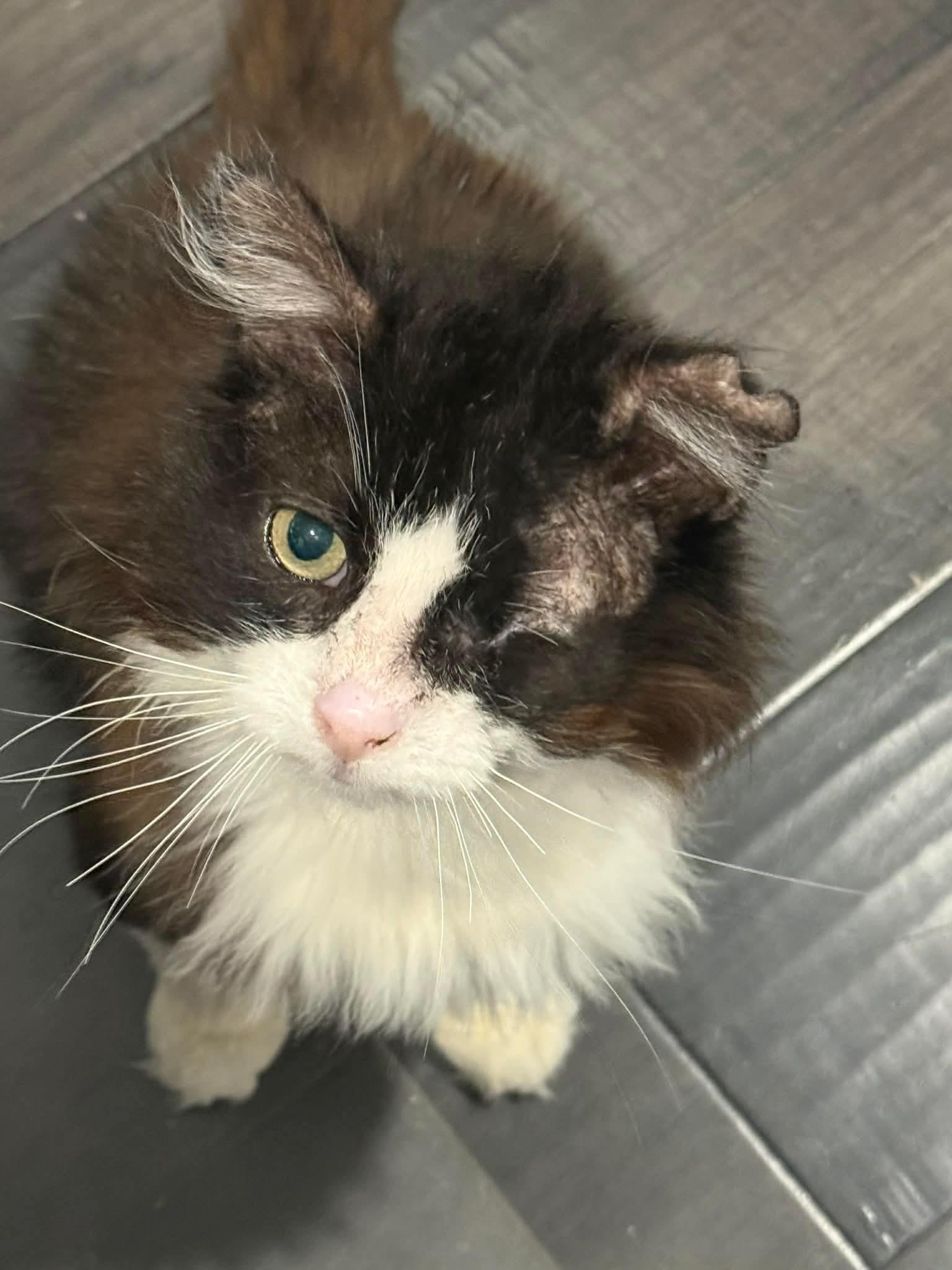 Enlarge Spartacus, a ADOPTABLE Domestic Long Hair in Terrebonne, QC image 1/4