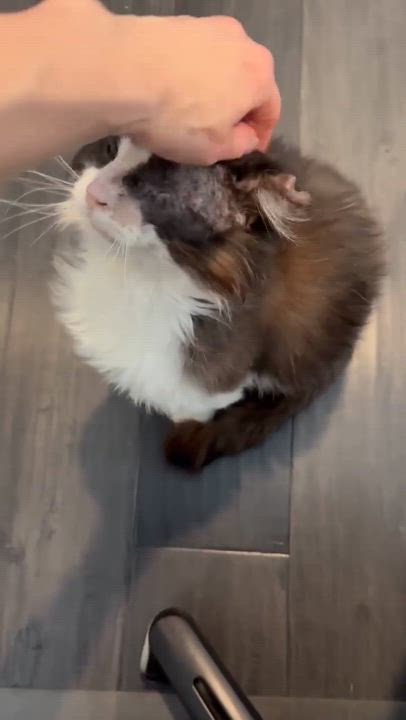 Enlarge Spartacus, a ADOPTABLE Domestic Long Hair in Terrebonne, QC video 2/4