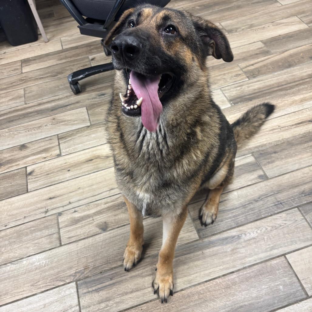 Chex, Adoptable, Adult Male German Shepherd Dog.