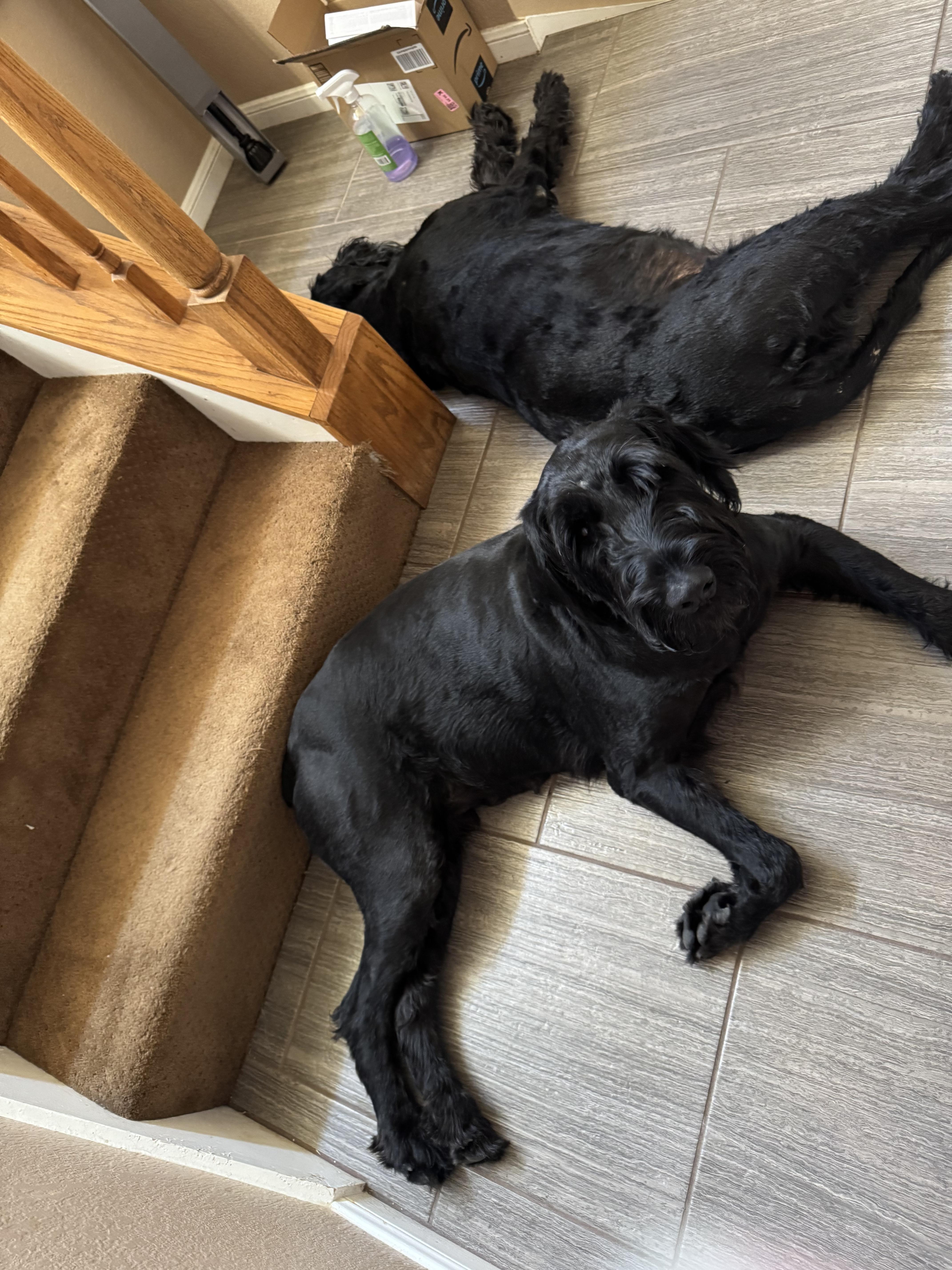 Enlarge Freya, a Adoptable Giant Schnauzer in Abilene, TX image 4/5