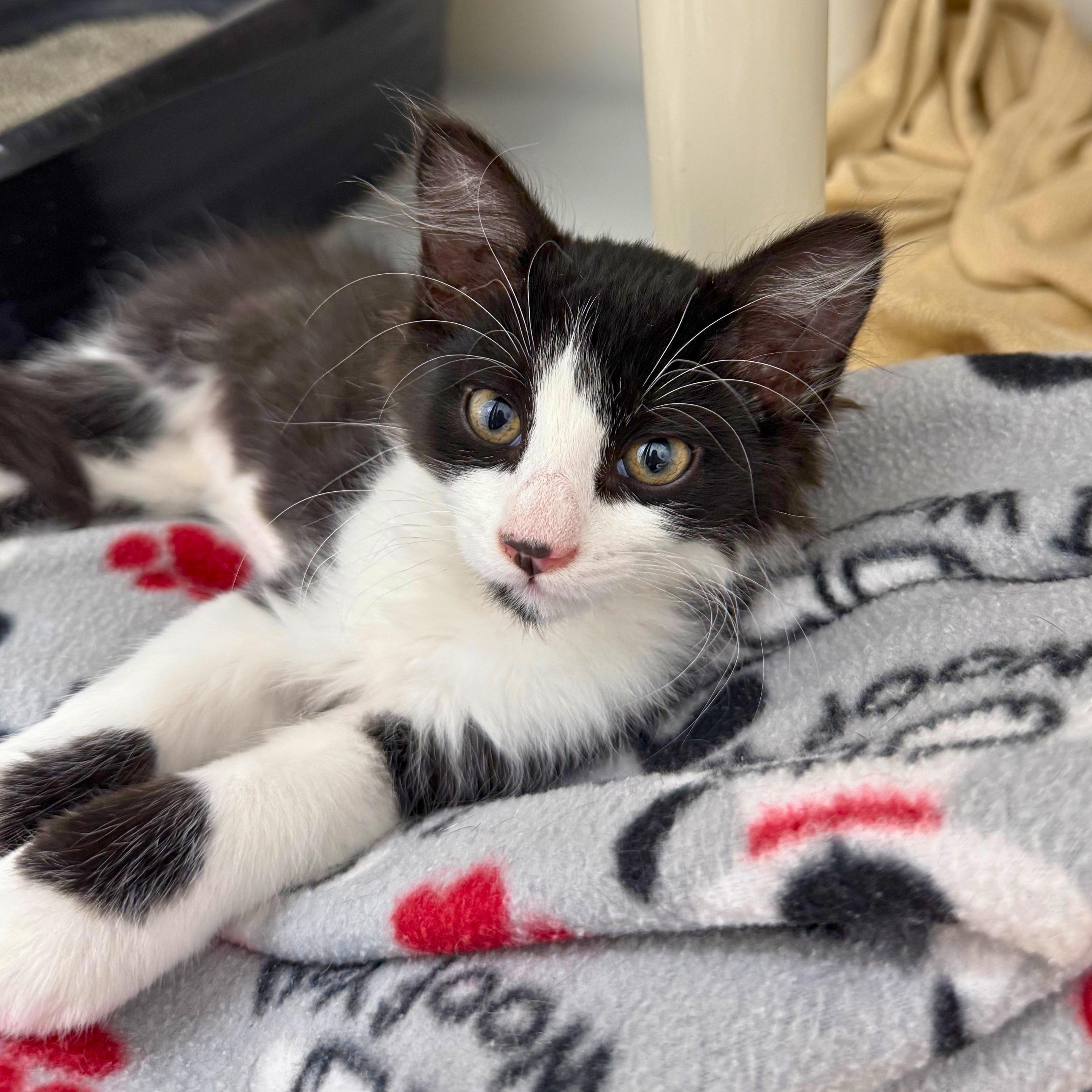 Millie, an adopted Domestic Medium Hair in Ridgway, CO image 1/3