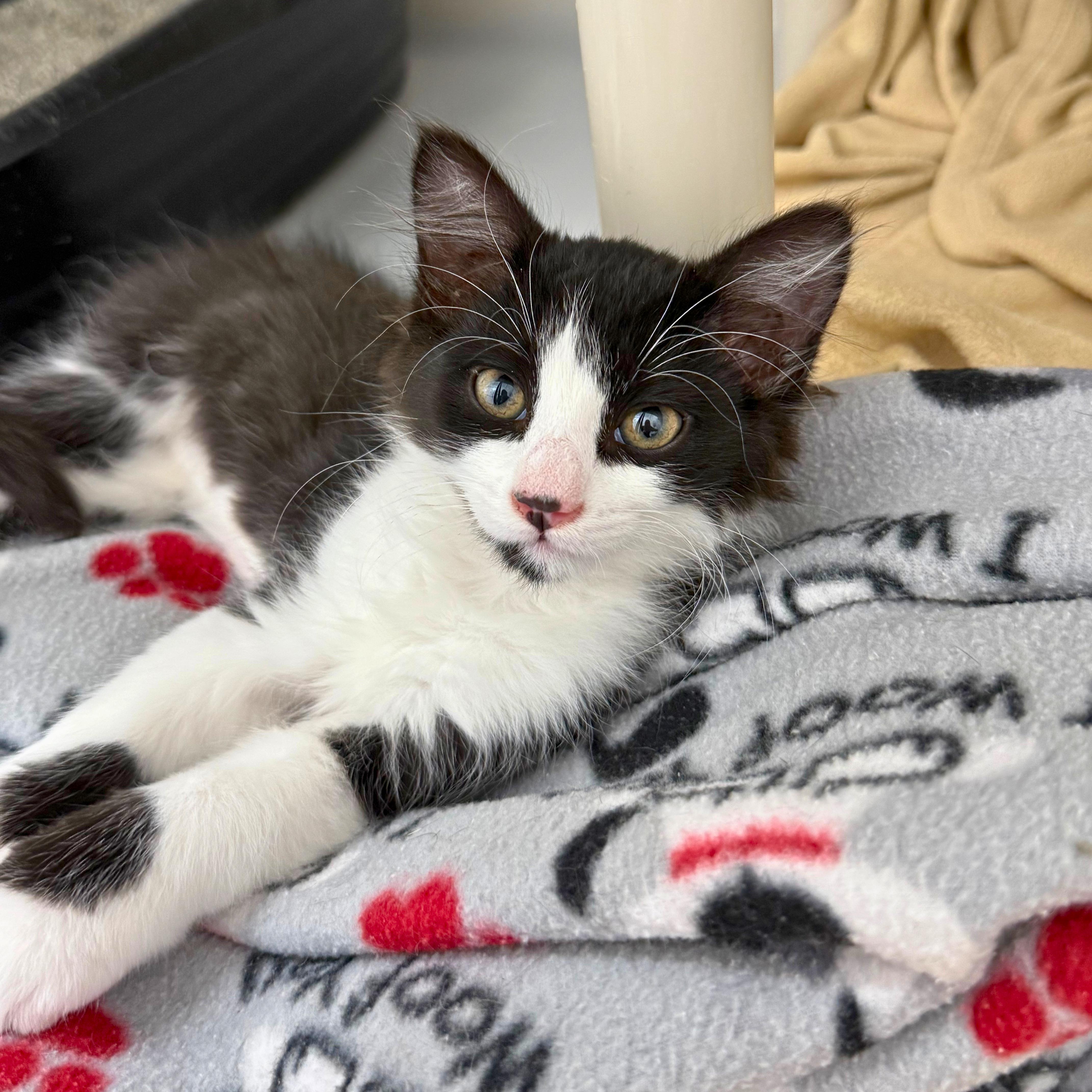 Millie, an adopted Domestic Medium Hair in Ridgway, CO image 2/3