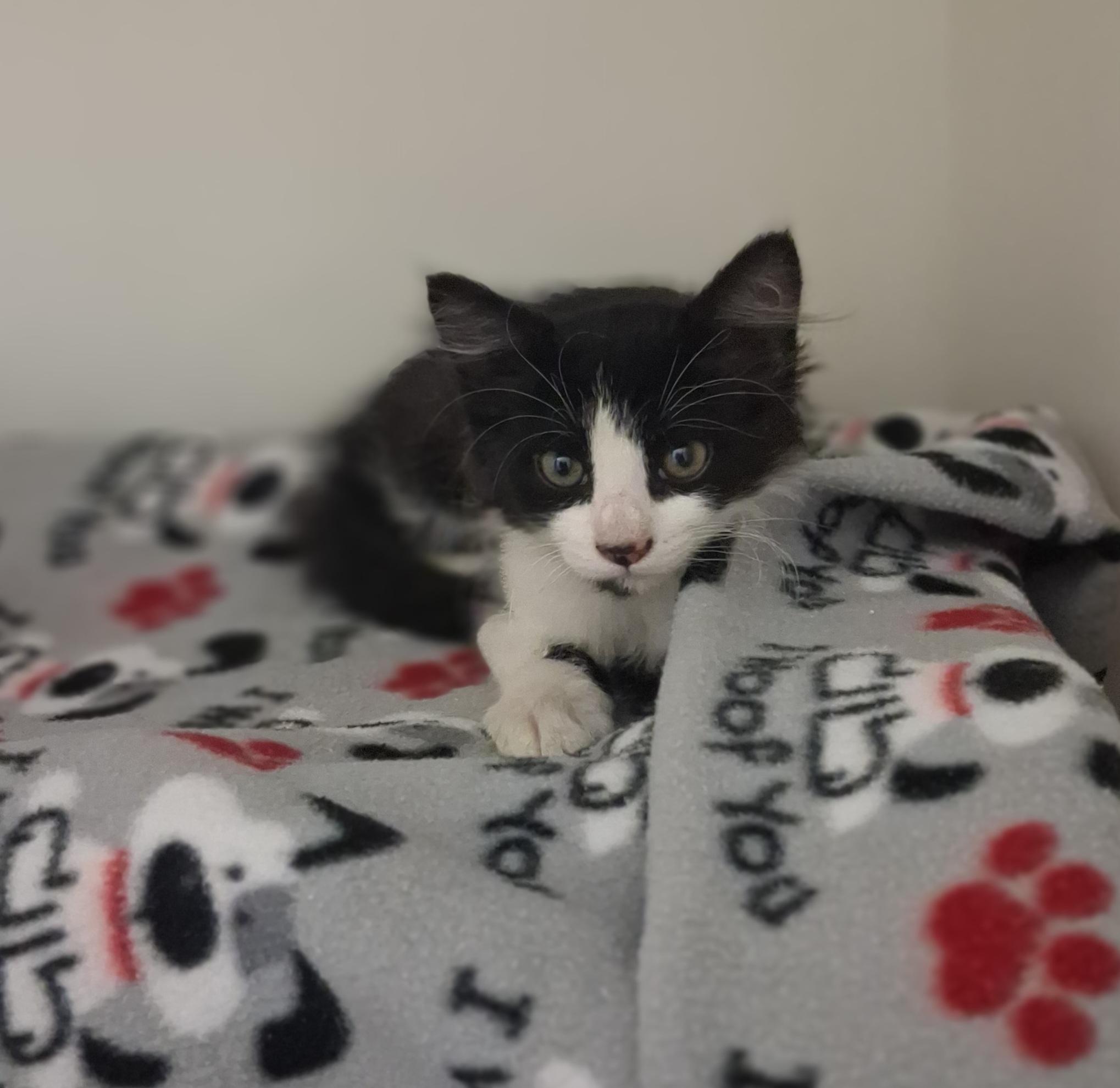 Millie, an adopted Domestic Medium Hair in Ridgway, CO image 3/3