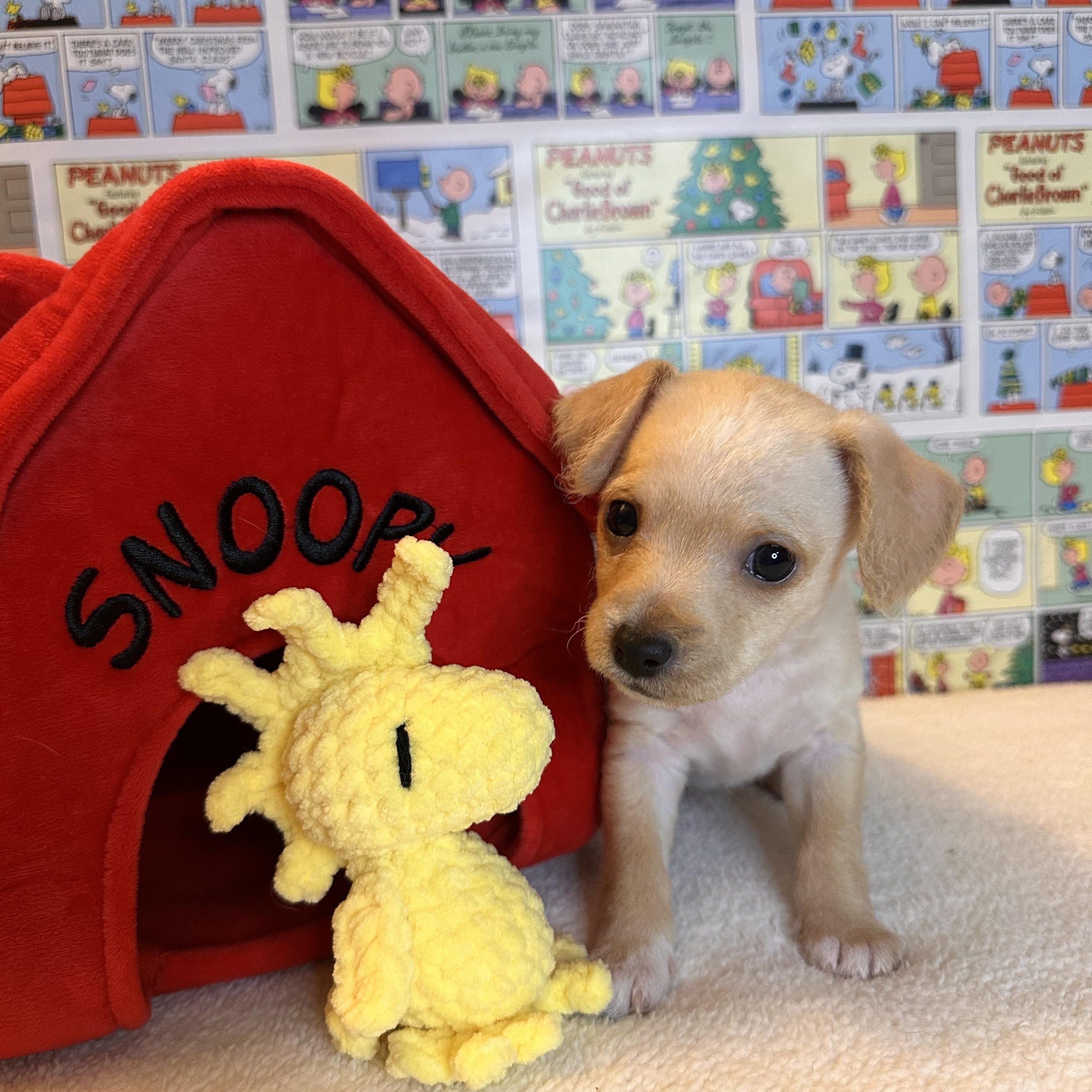 Enlarge Lucille, an adopted mixed breed in West Hollywood, CA image 2/2