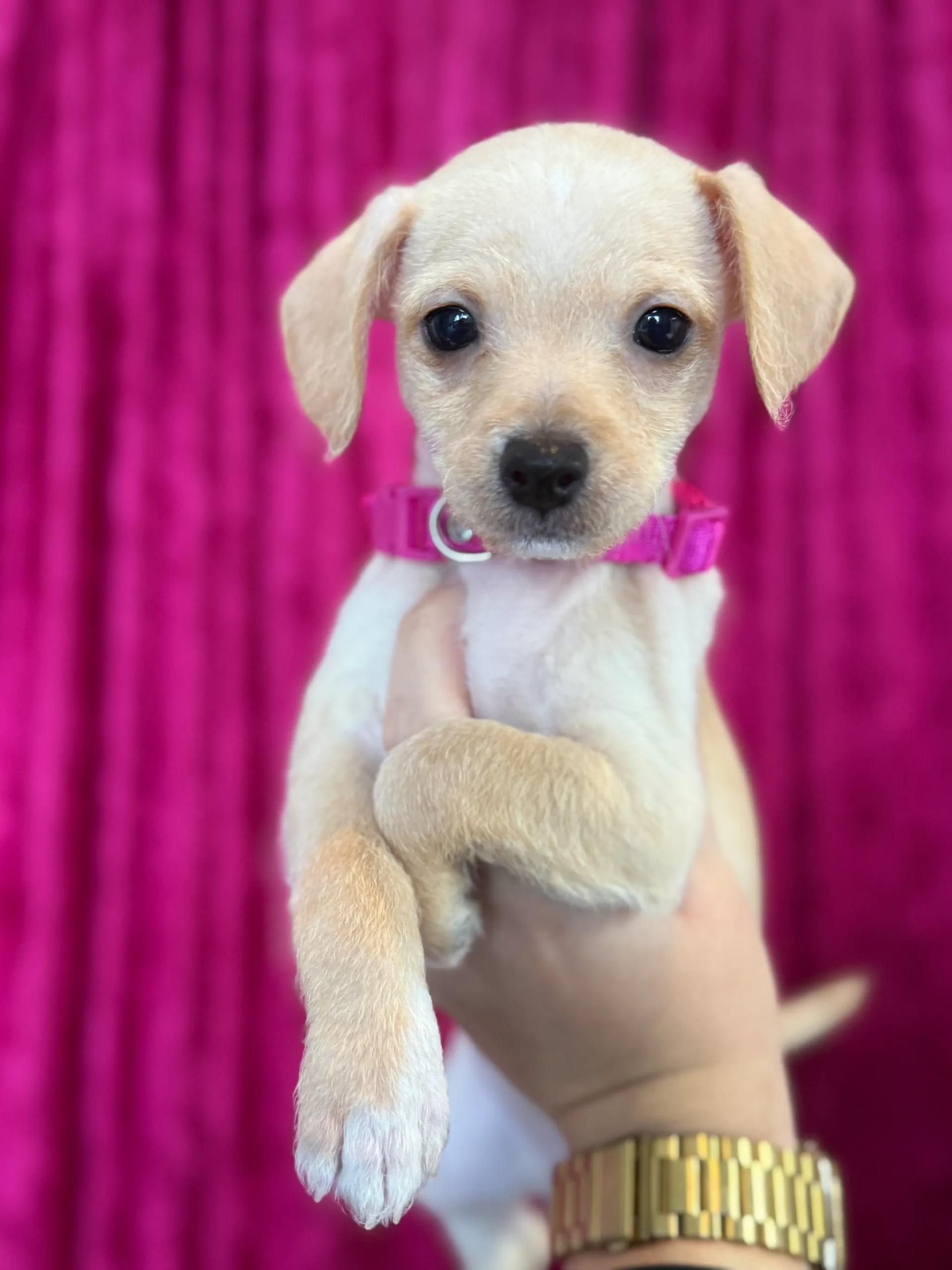 Enlarge Lucille, an adopted mixed breed in West Hollywood, CA image 1/2