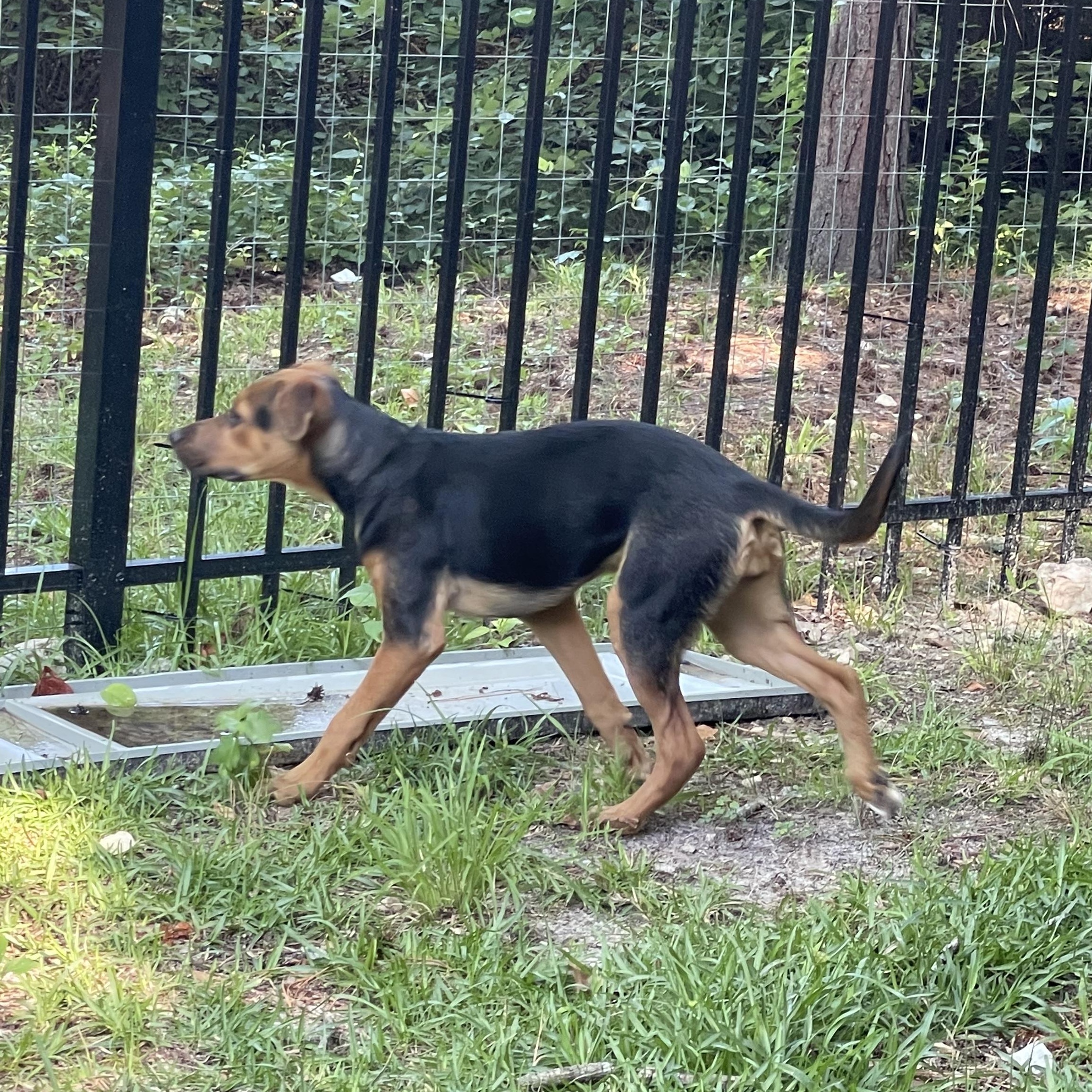 ISABELLA, a ADOPTABLE mixed breed in Fuquay Varina, NC image 3/5