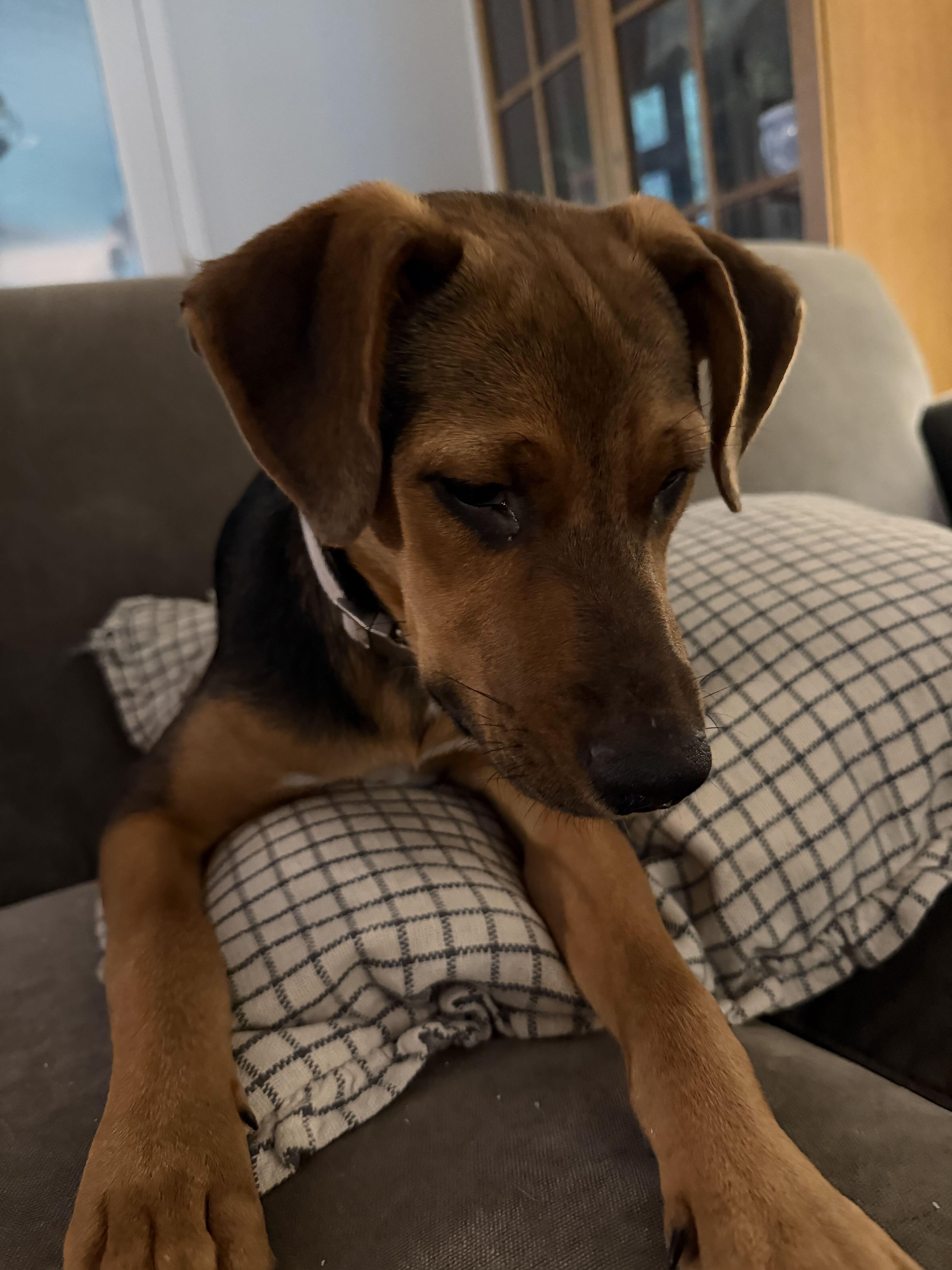 ISABELLA, a ADOPTABLE mixed breed in Fuquay Varina, NC image 5/6