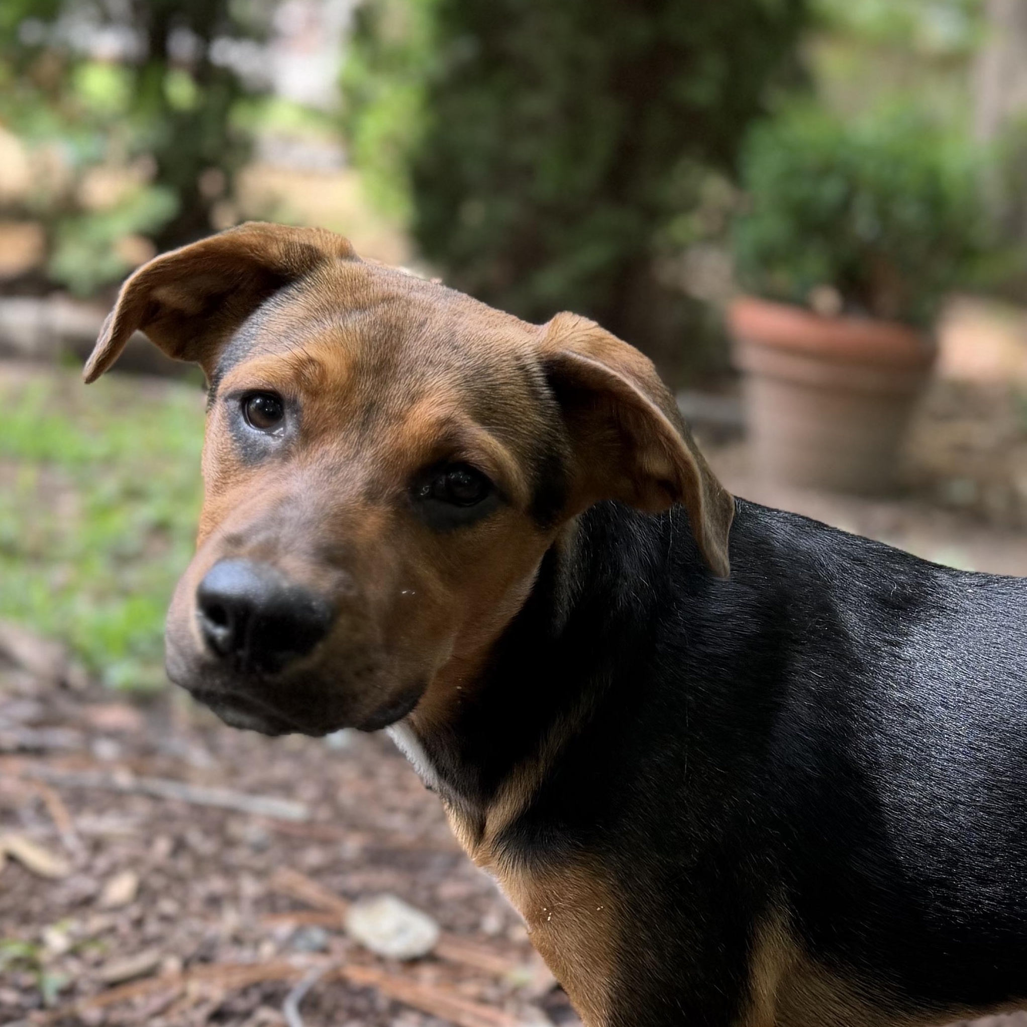 ISABELLA, a ADOPTABLE mixed breed in Fuquay Varina, NC image 1/6