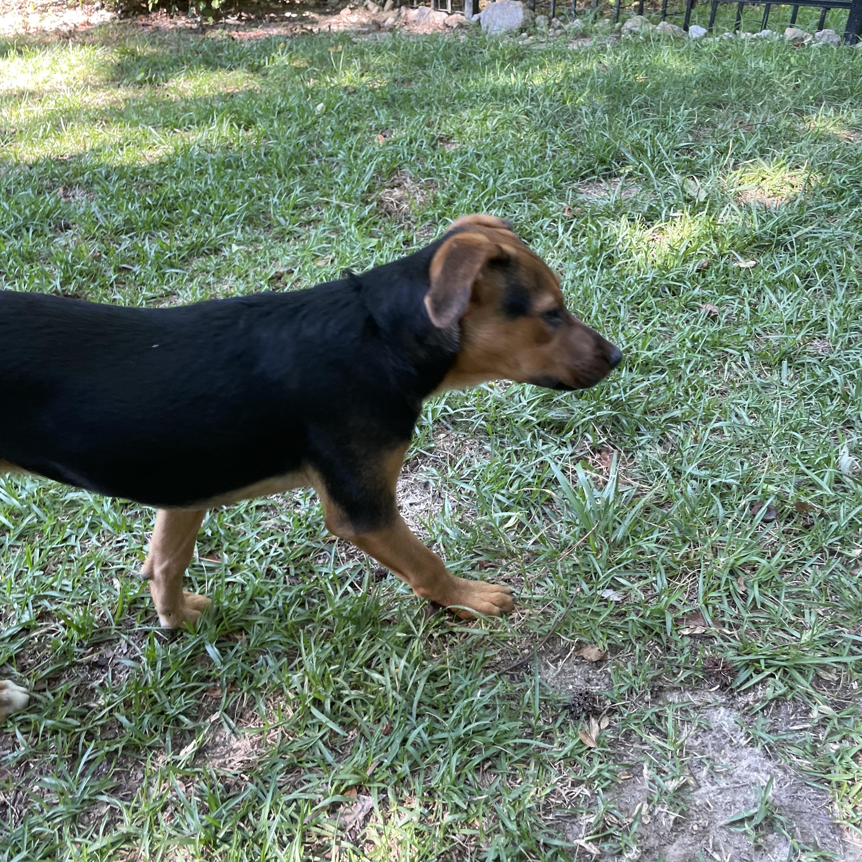 ISABELLA, a ADOPTABLE mixed breed in Fuquay Varina, NC image 4/5