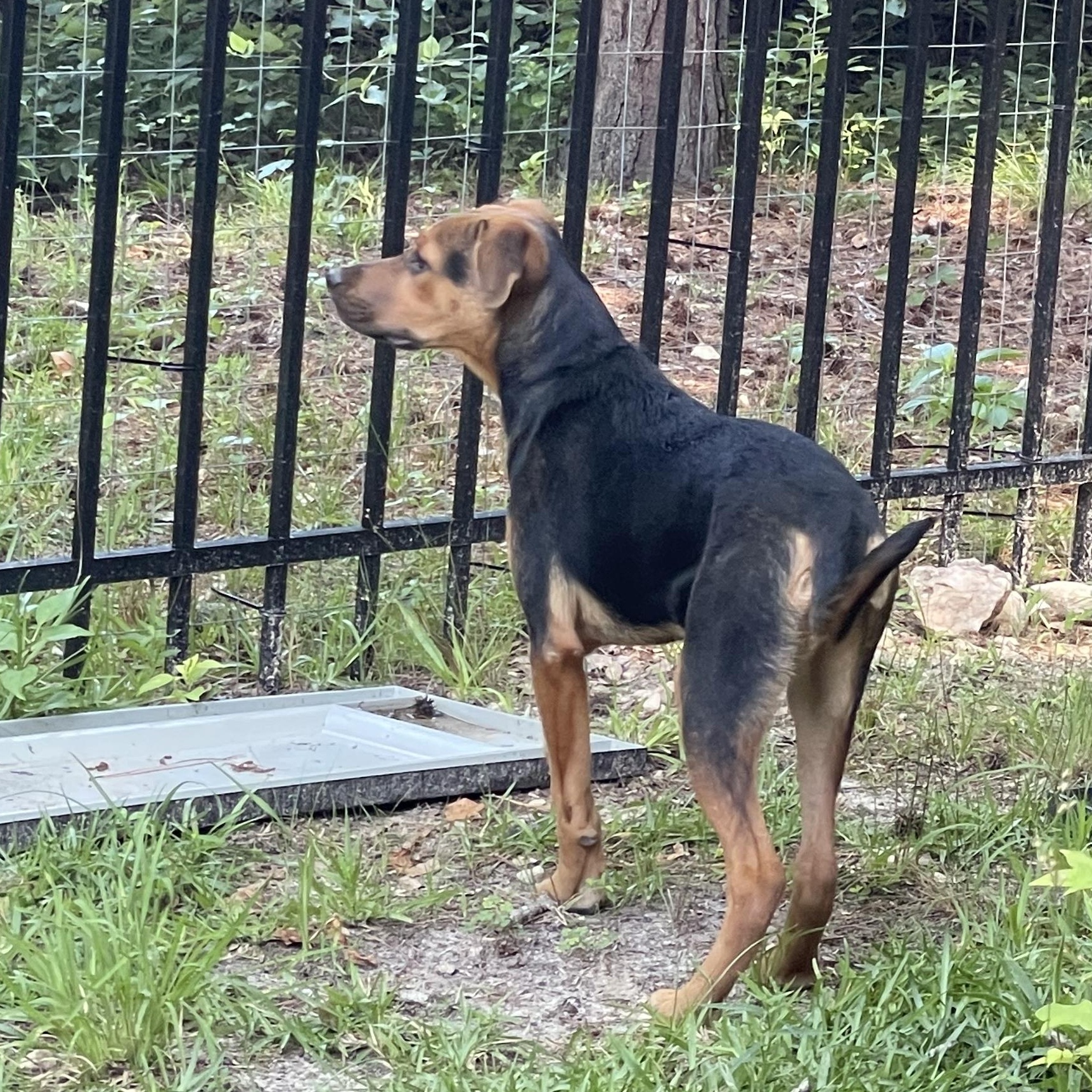ISABELLA, a ADOPTABLE mixed breed in Fuquay Varina, NC image 5/5