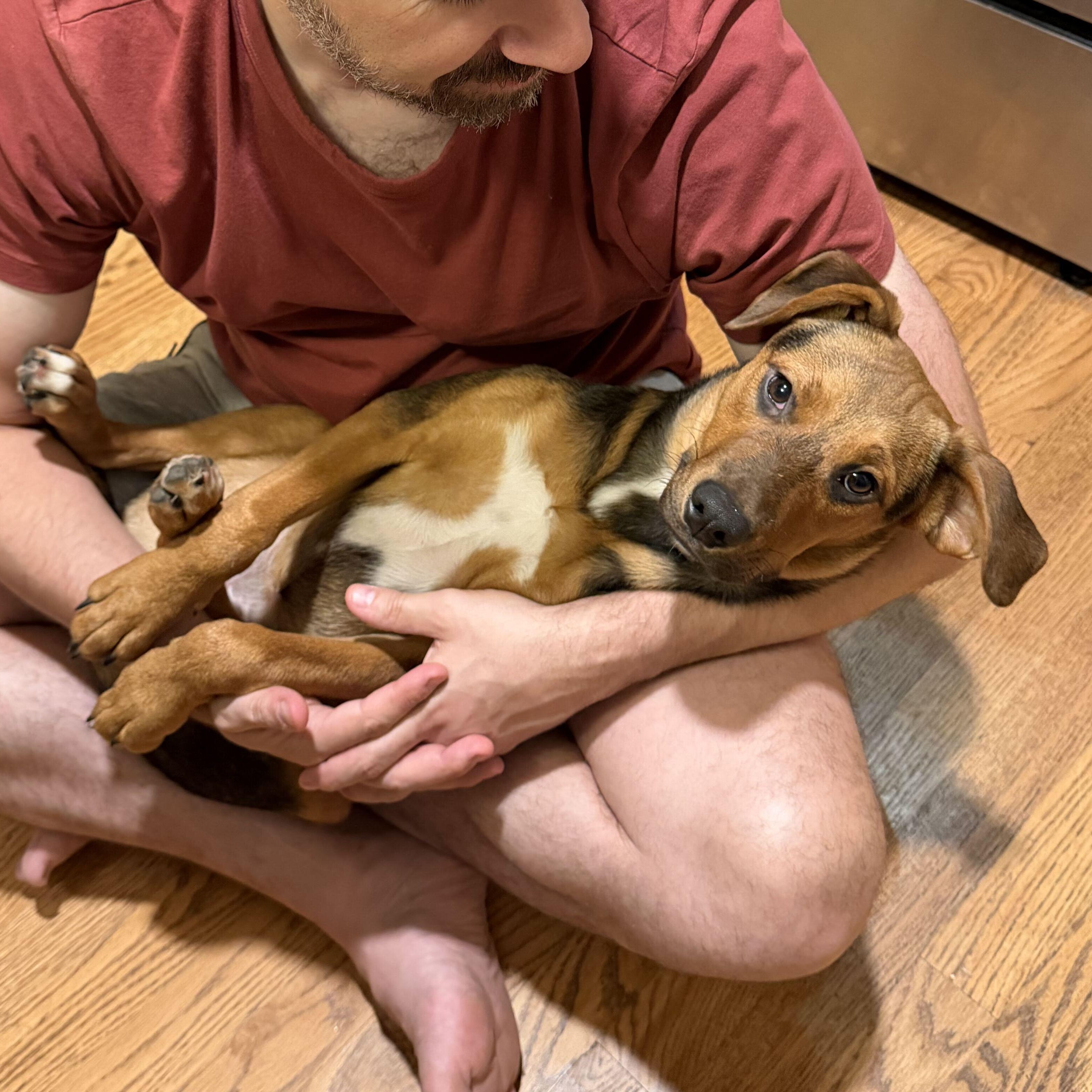 ISABELLA, a ADOPTABLE mixed breed in Fuquay Varina, NC image 6/6