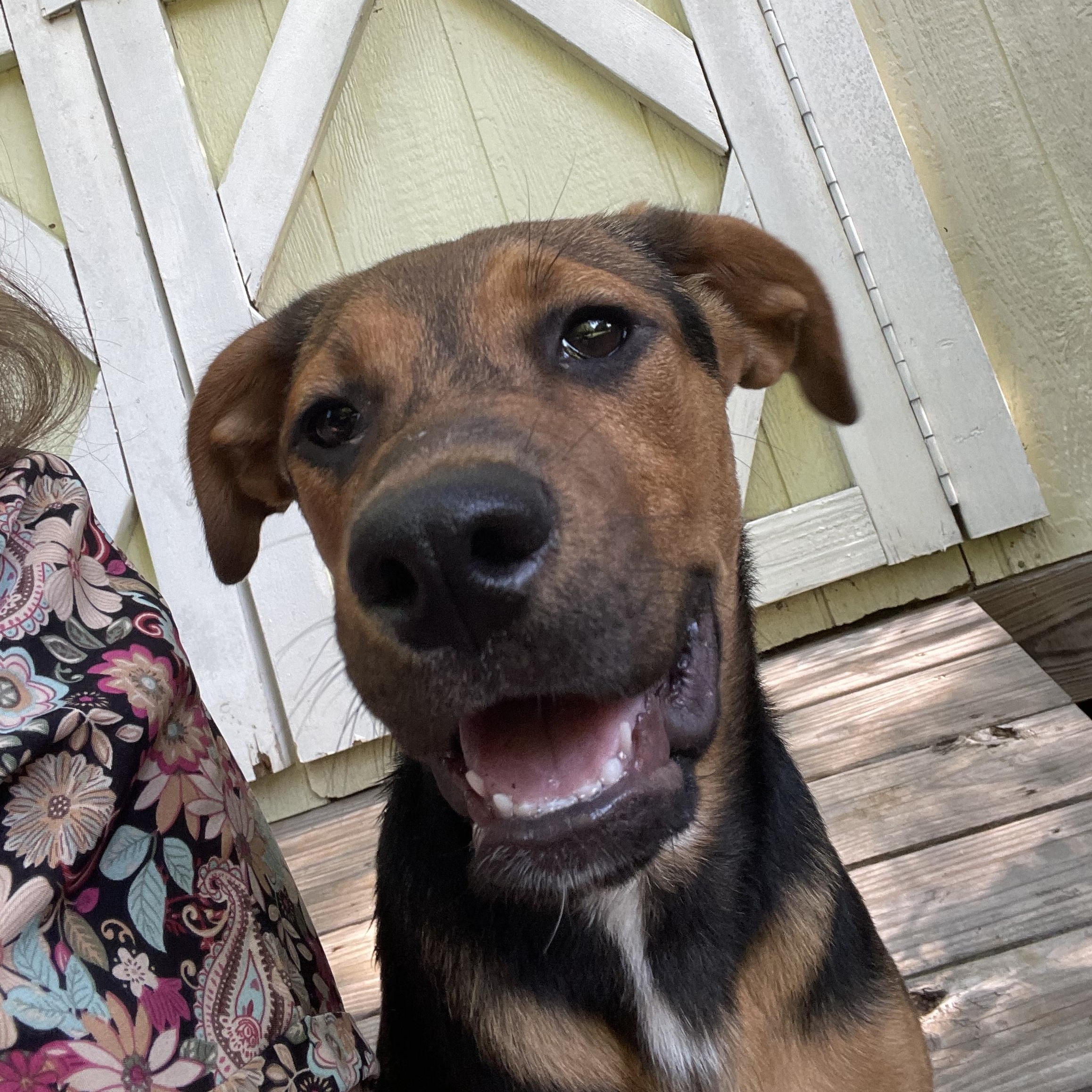 ISABELLA, a ADOPTABLE mixed breed in Fuquay Varina, NC image 1/5