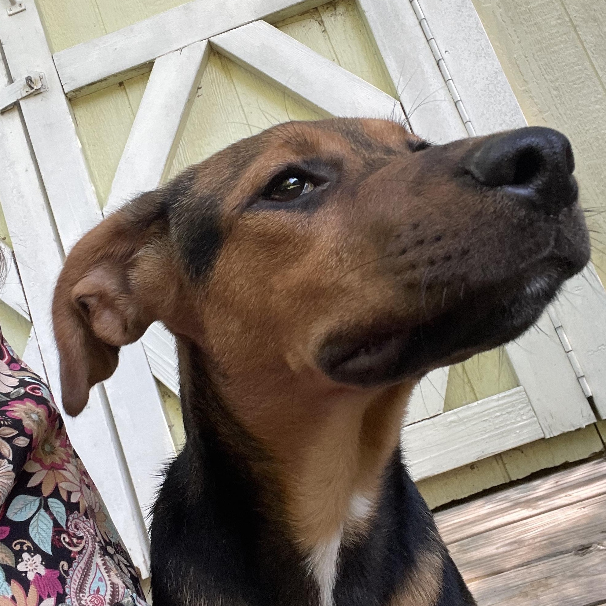 ISABELLA, a ADOPTABLE mixed breed in Fuquay Varina, NC image 2/5