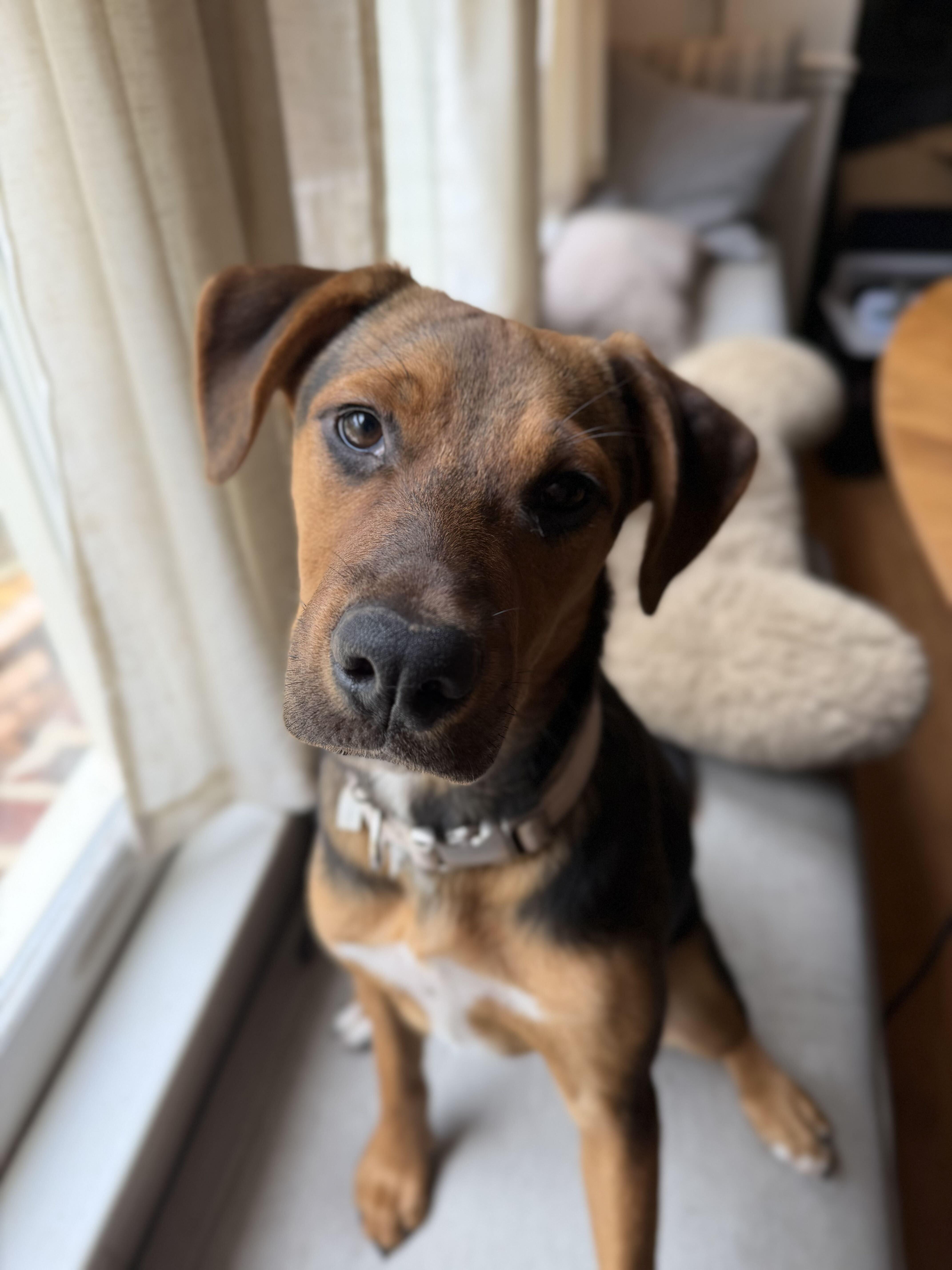 ISABELLA, ADOPTABLE, Puppy Female Labrador Retriever & Beagle.
